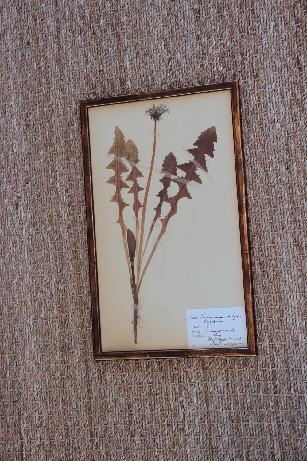 Paper Collection of Seven Framed Swedish Herbarium Studies