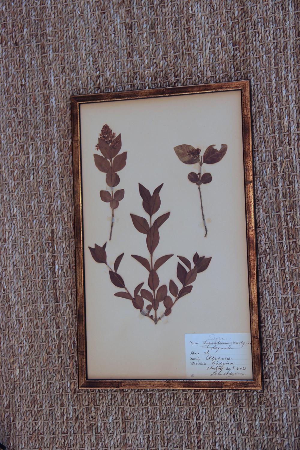 Collection of Seven Framed Swedish Herbarium Studies 2