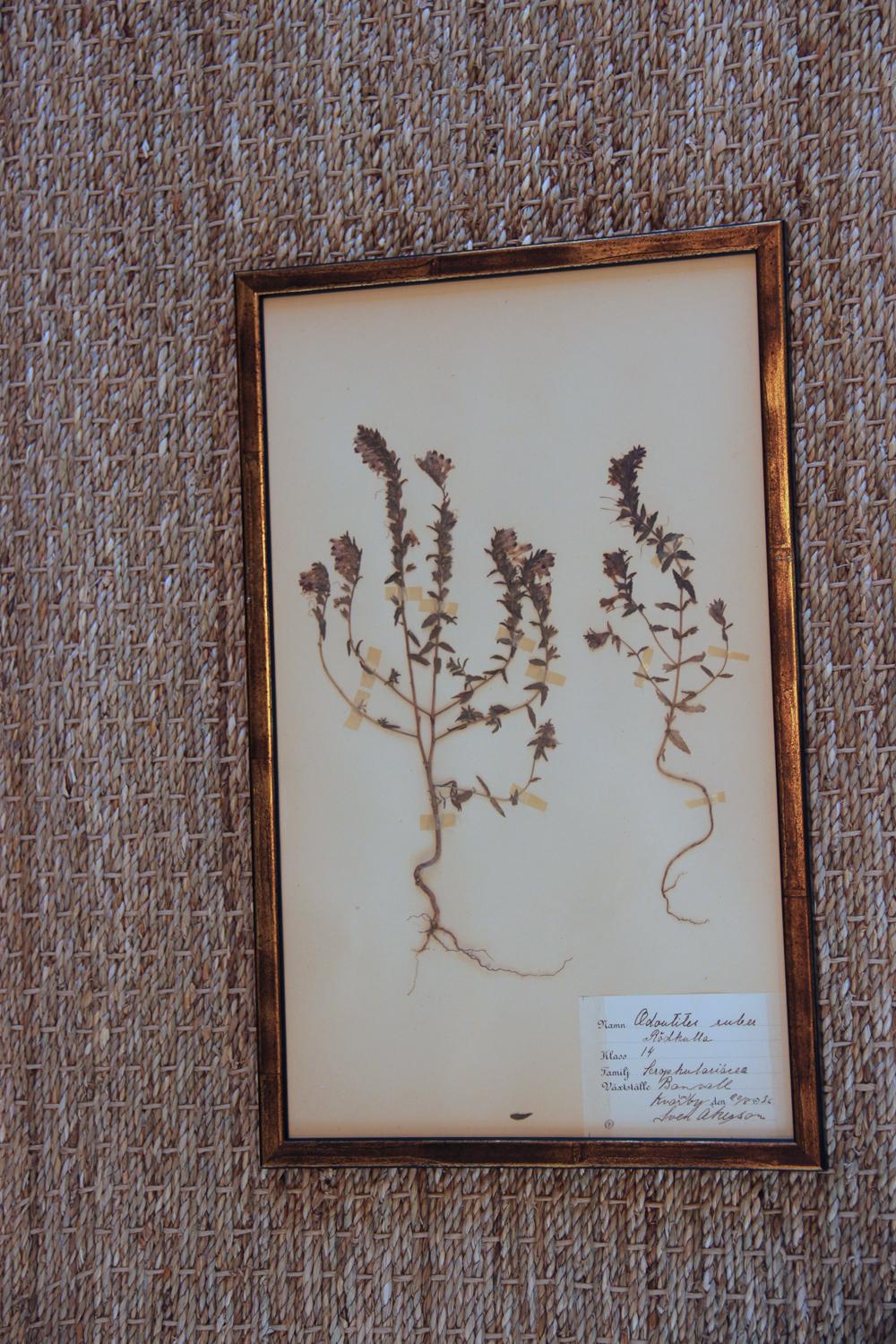 Collection of Seven Framed Swedish Herbarium Studies 3