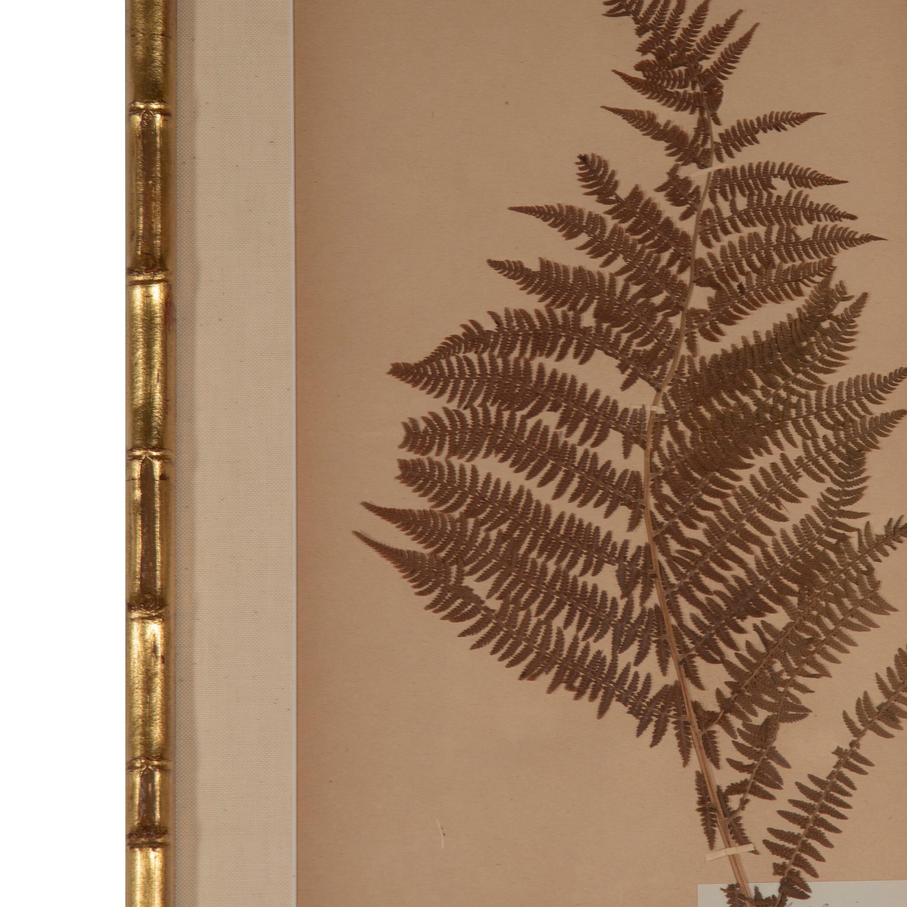 French Collection of Six 19th Century Ferns