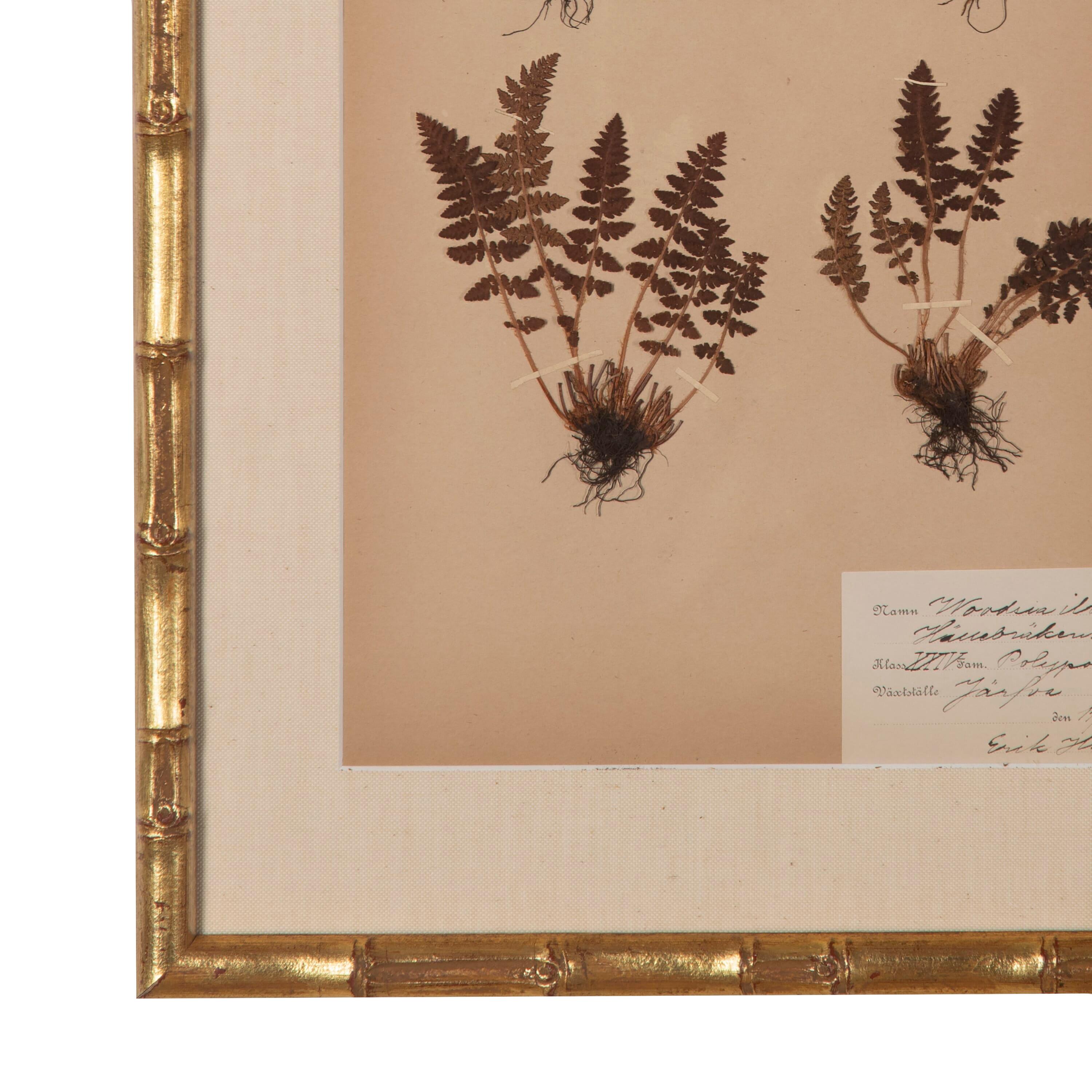 Collection of Six 19th Century Ferns In Good Condition In Tetbury, Gloucestershire