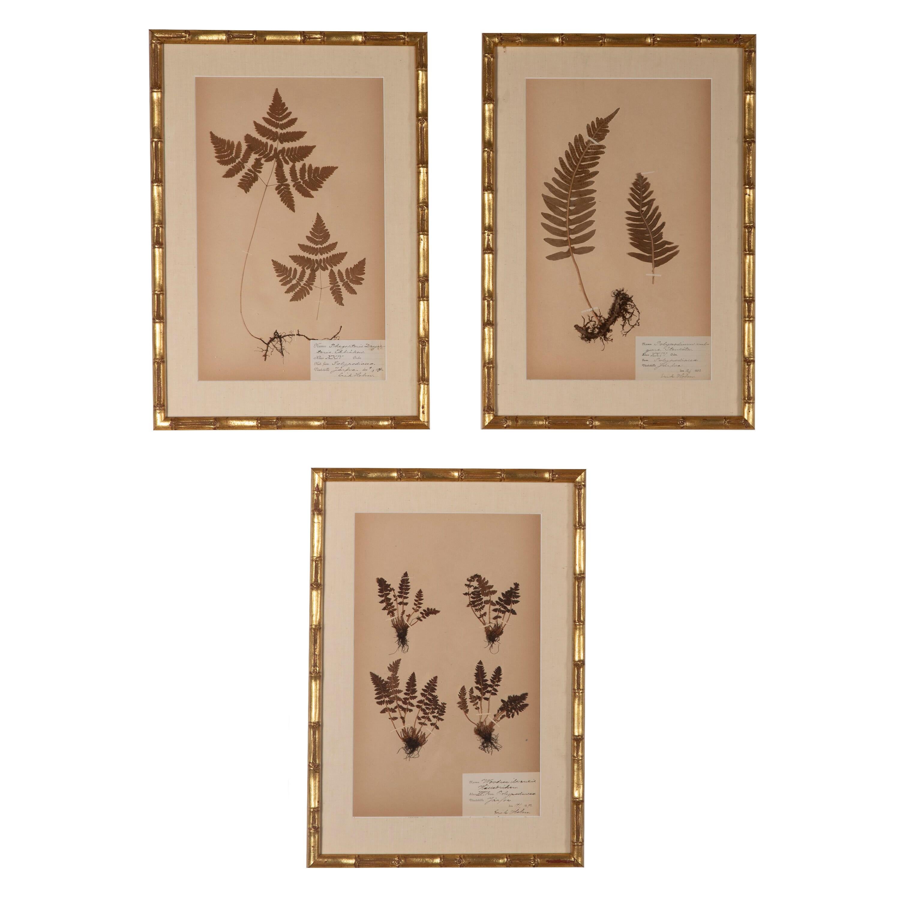 Paper Collection of Six 19th Century Ferns