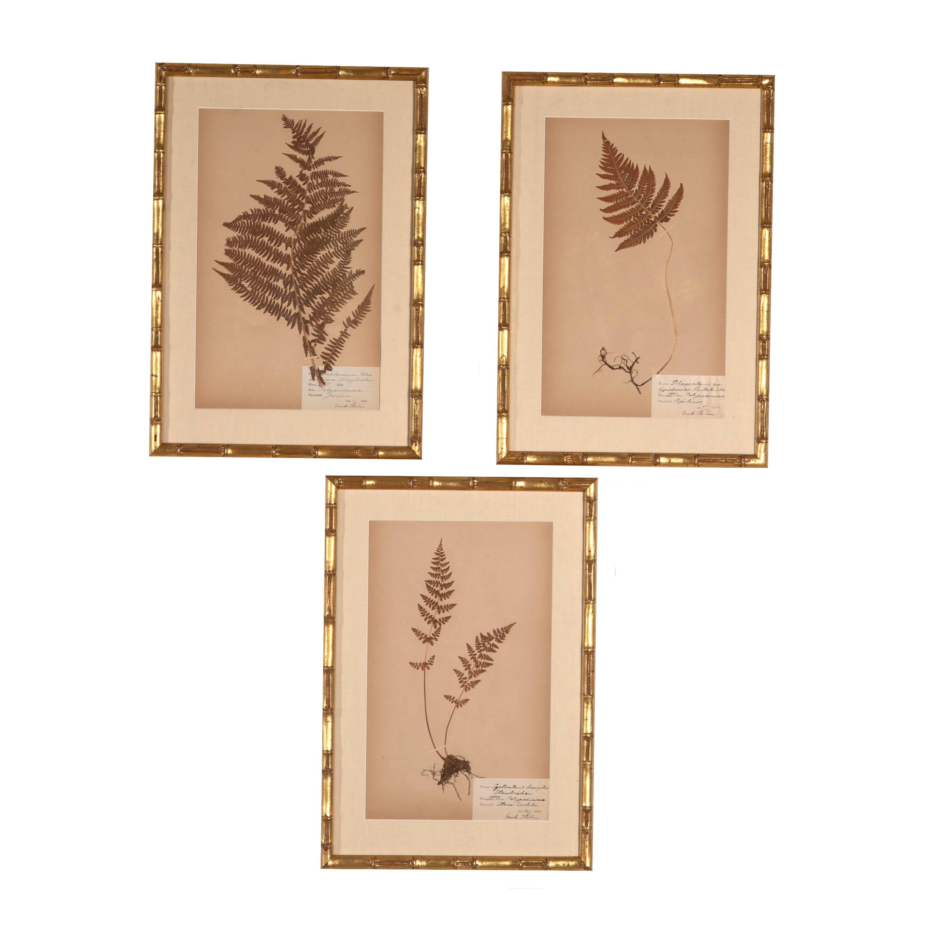 Collection of Six 19th Century Ferns 1