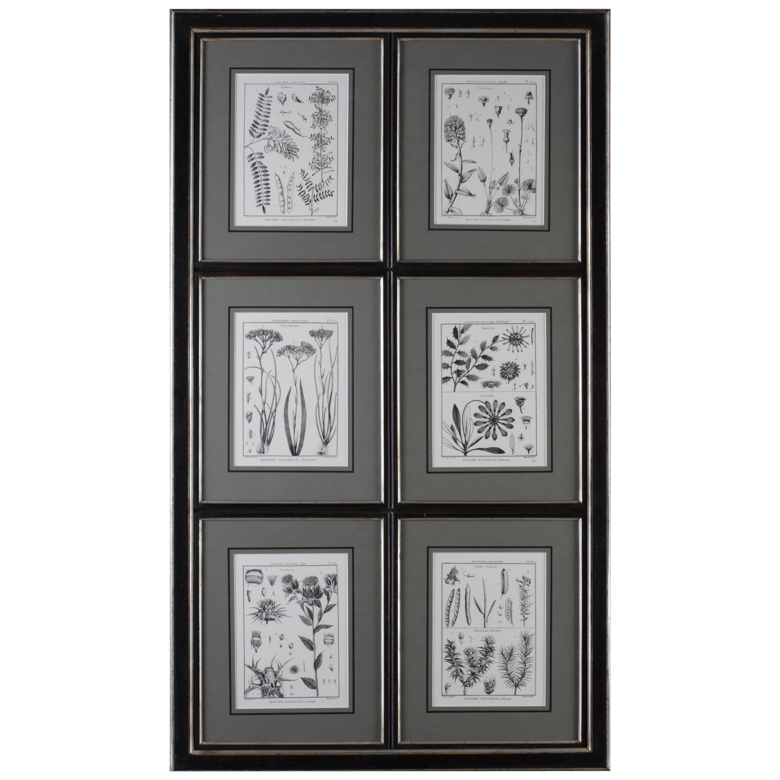  18th Century style Collection of Six Botanical Print with black wooden frame