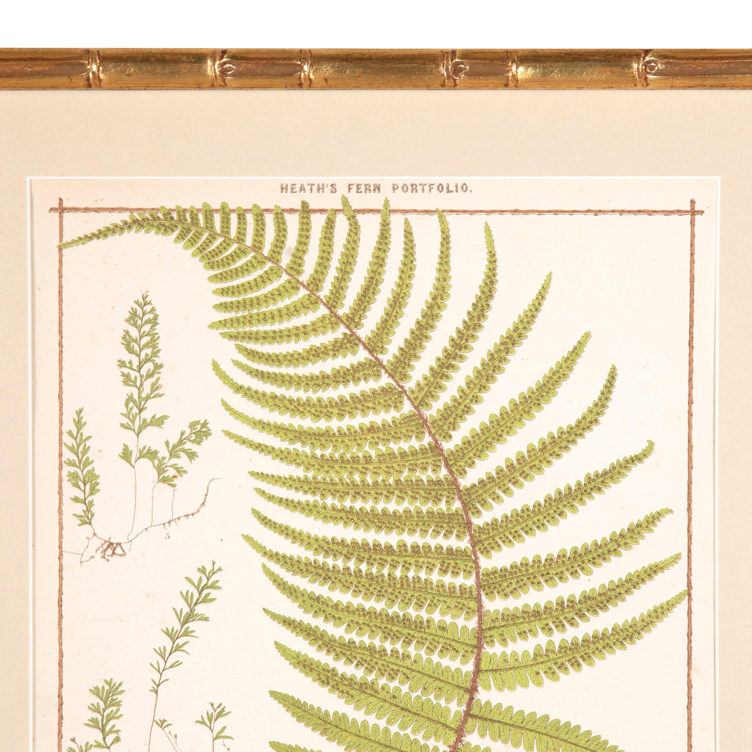 English Collection of Six British Ferns
