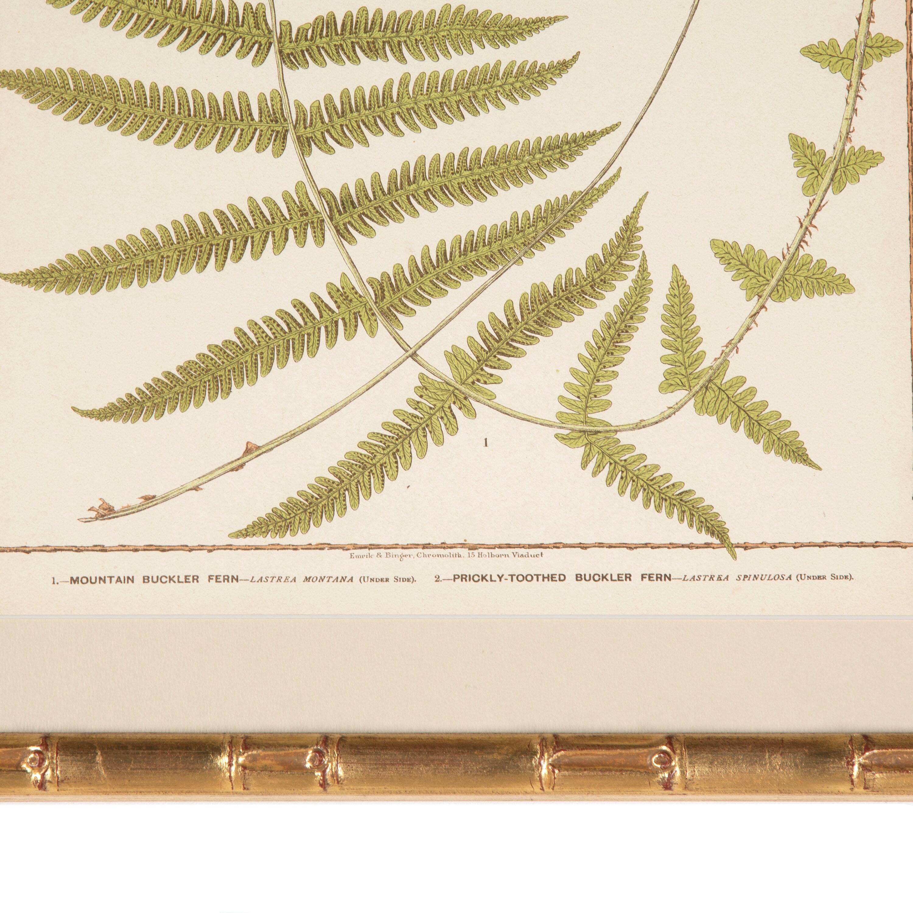 Collection of Six British Ferns In Good Condition In Tetbury, Gloucestershire