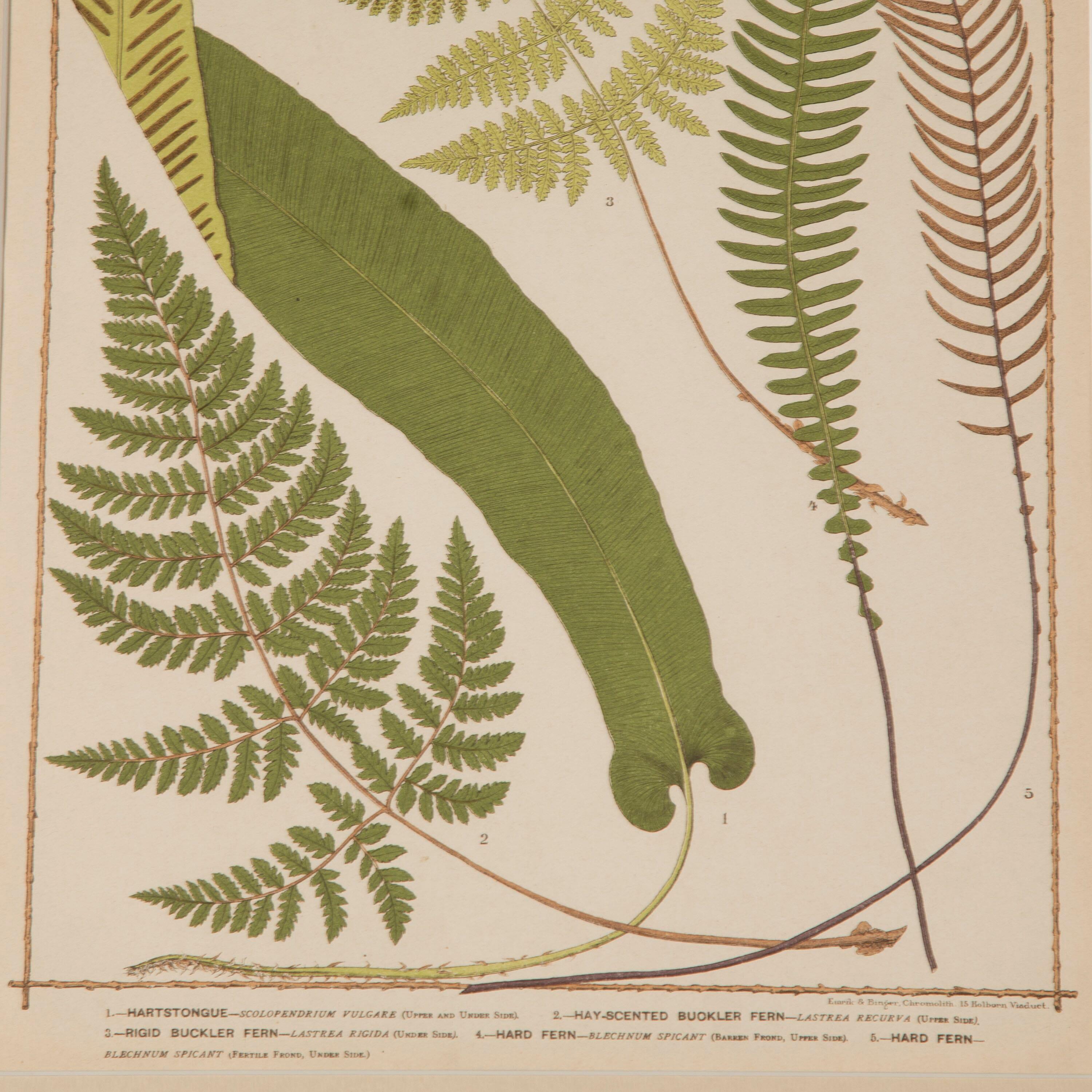 19th Century Collection of Six British Ferns