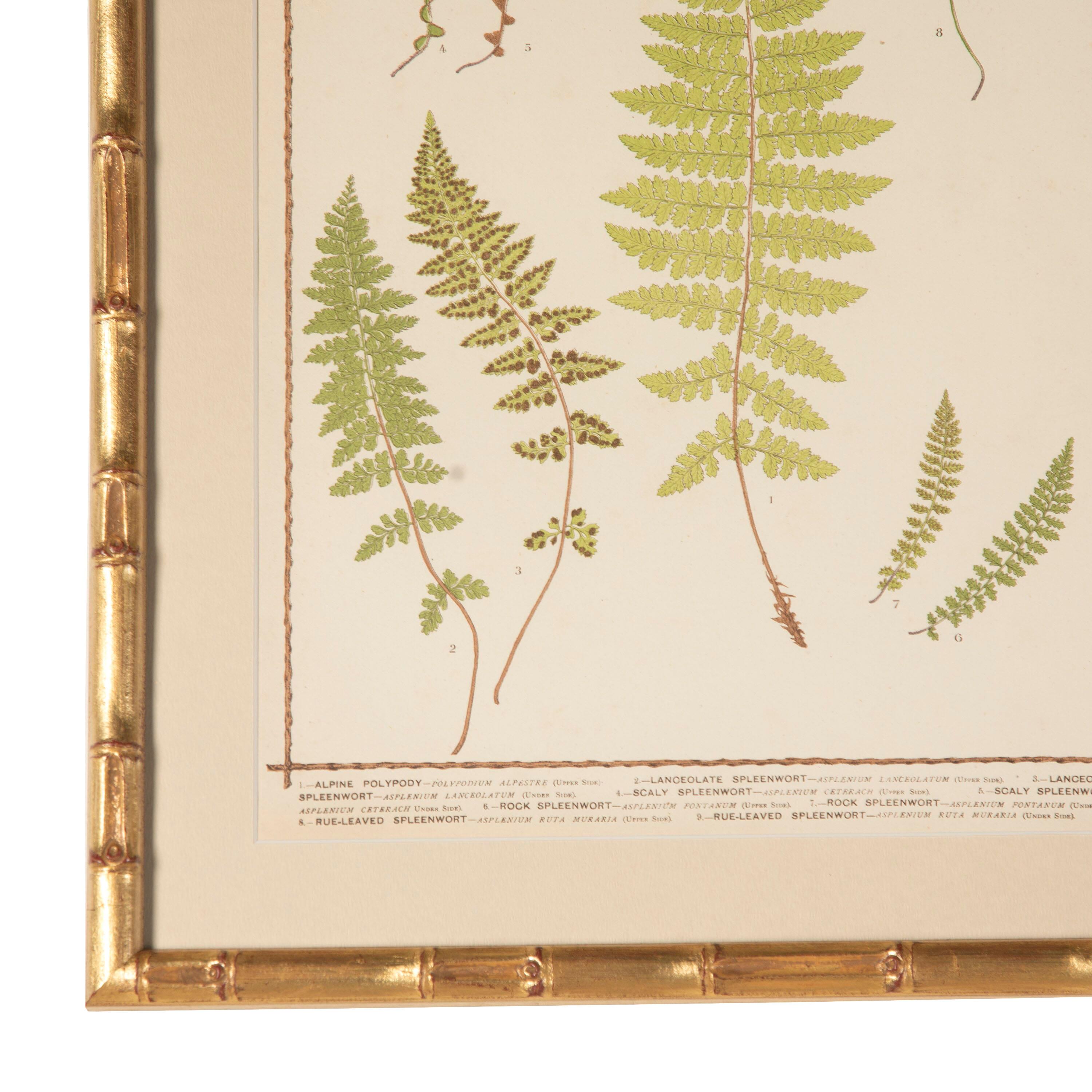 Paper Collection of Six British Ferns