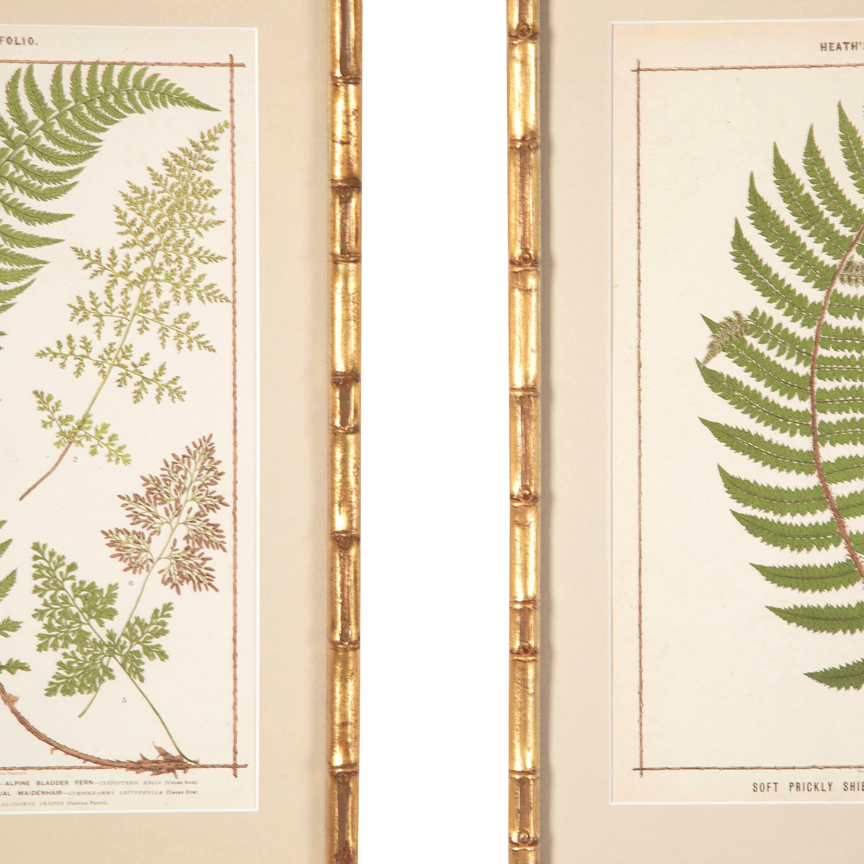 Collection of Six British Ferns 1