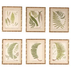 Antique Collection of Six British Ferns