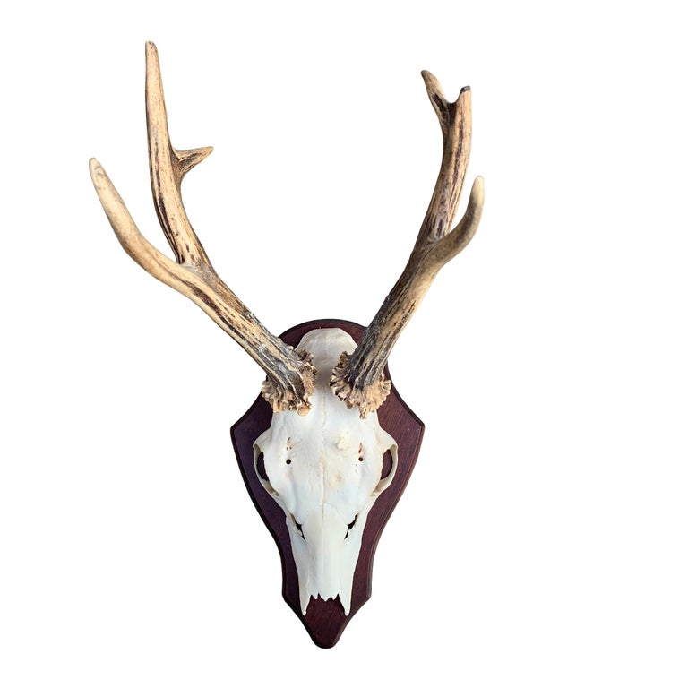 Collection of Ten German Roe Deer Trophy Mounts at 1stDibs