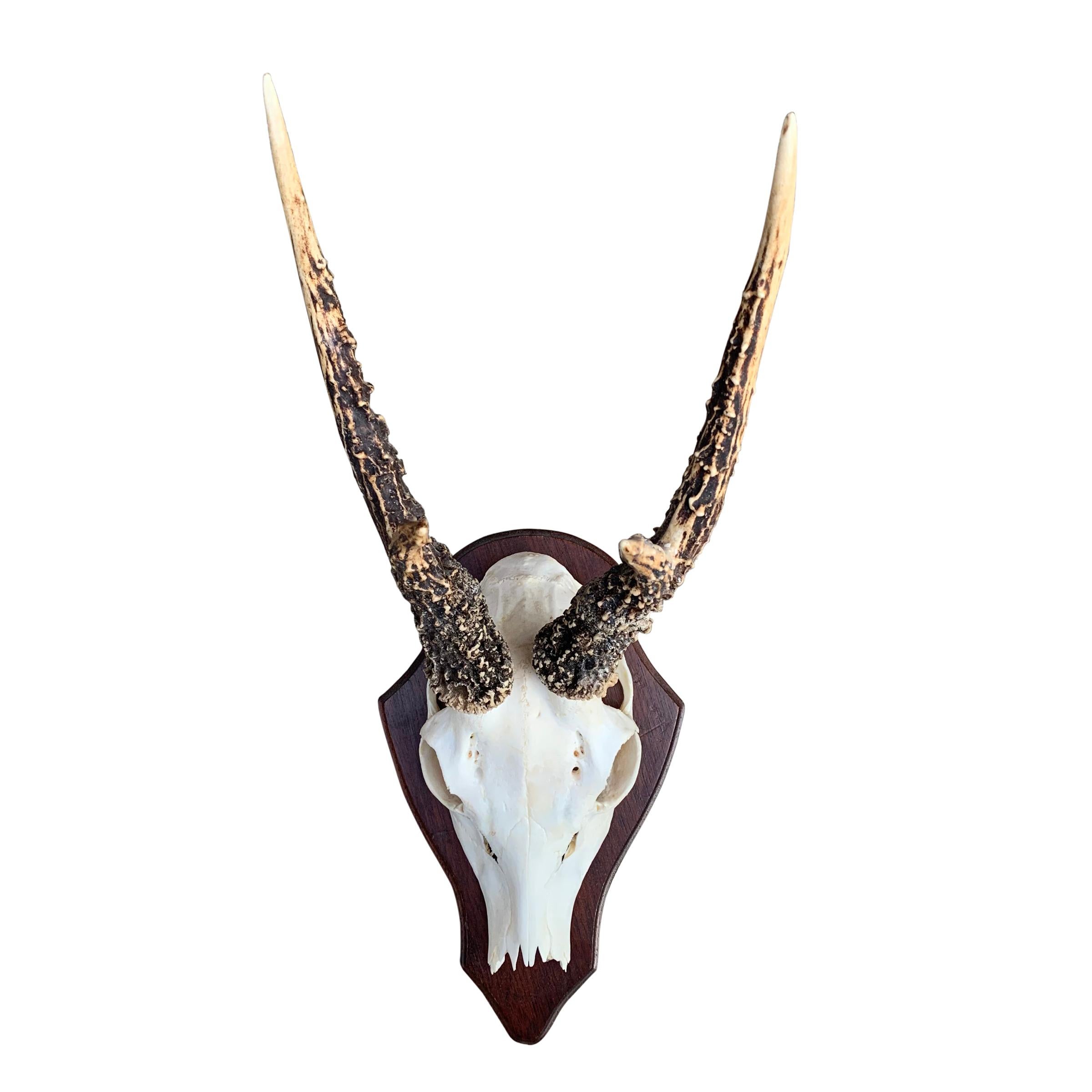 A great collection of ten 20th century German Roe Deer trophy mounts including the skull caps and antlers. In years past only landowners were allowed to hunt game, and often showed off their wealth by hanging trophy mounts throughout their grande