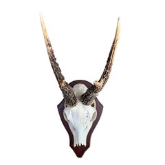 Collection of Ten German Roe Deer Trophy Mounts