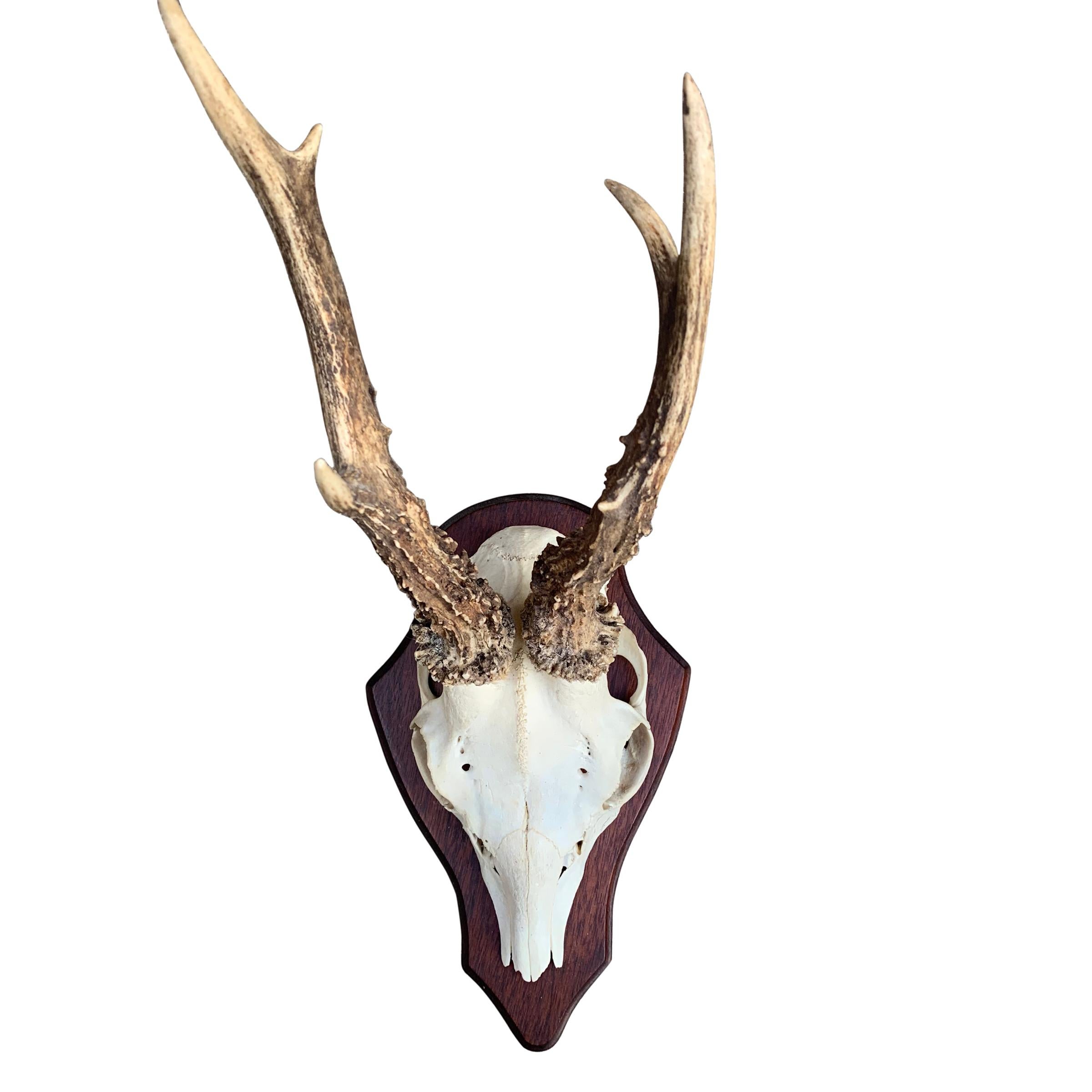 Collection of Ten German Roe Deer Trophy Mounts In Good Condition In Chicago, IL