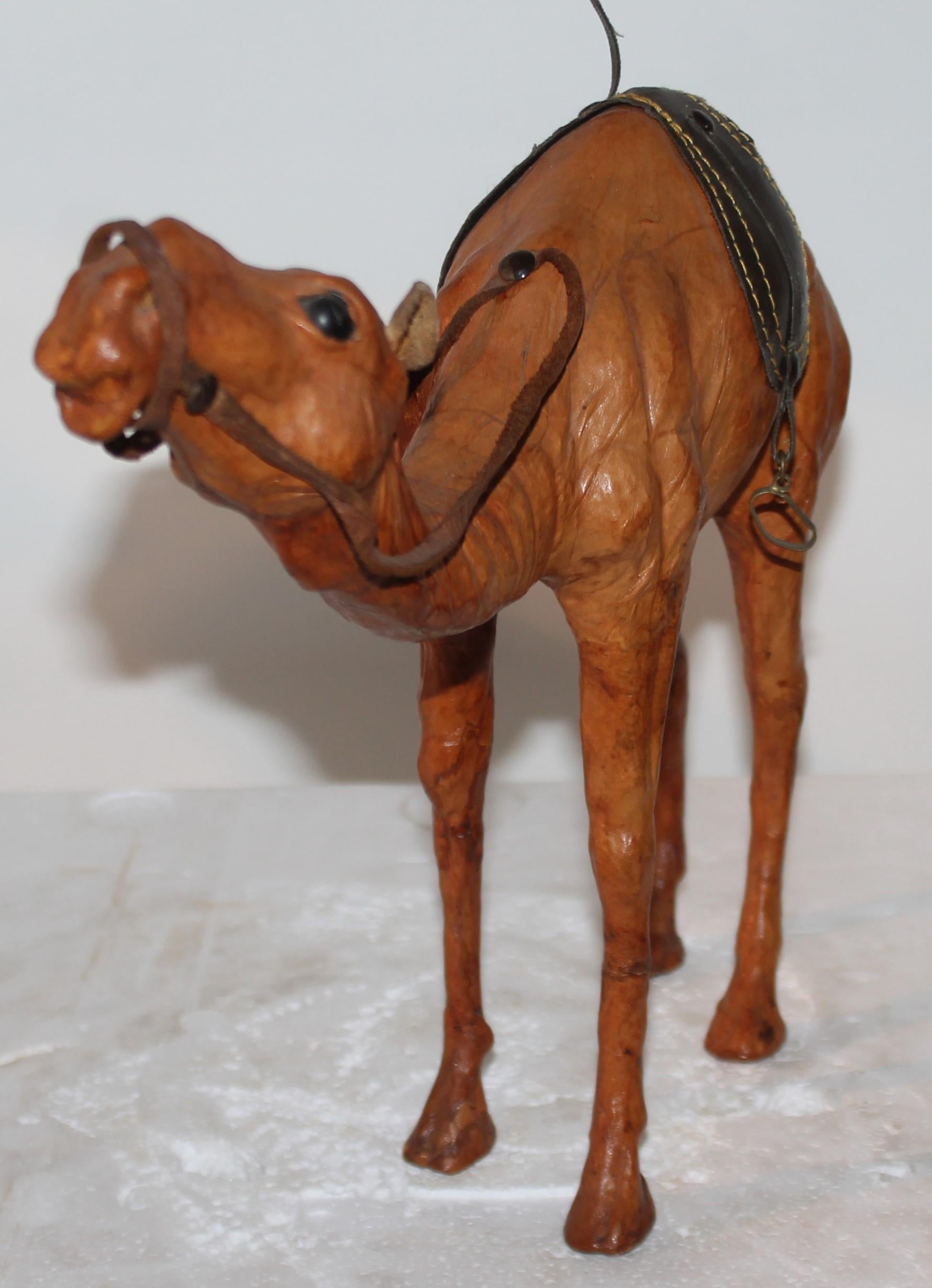 camels for sale