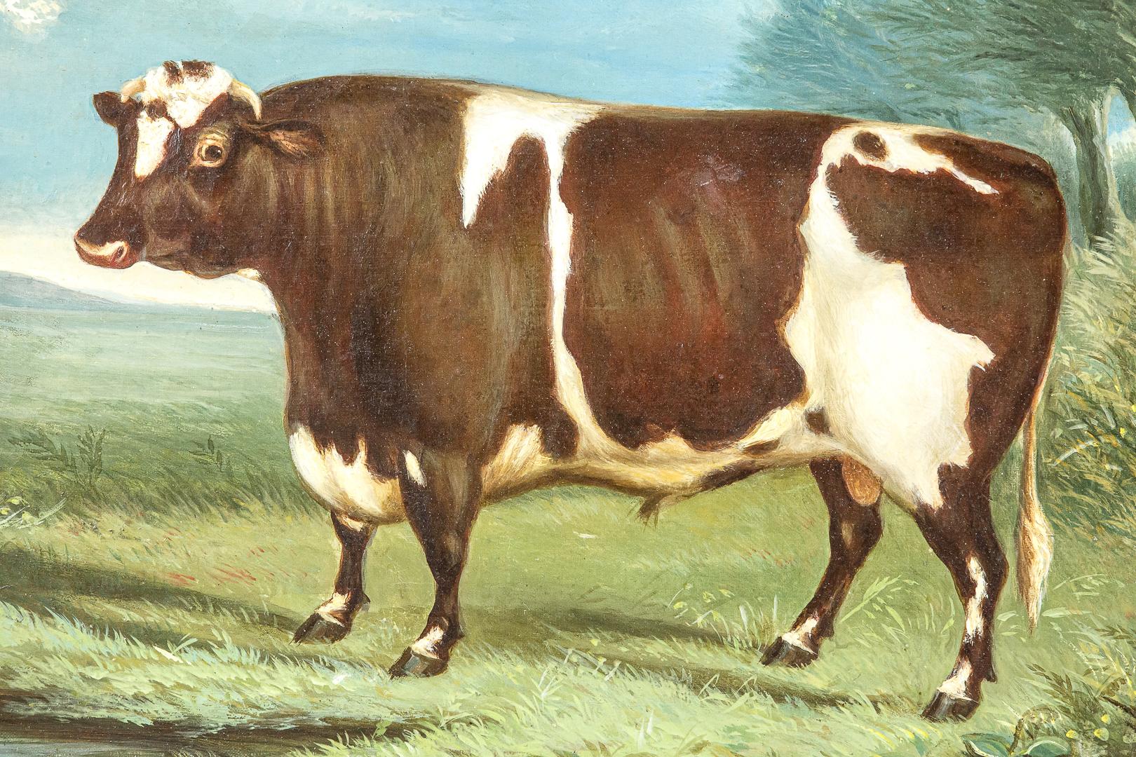 Collection of Three English Naive School Prized Cattle Oil on Canvas Paintings 5