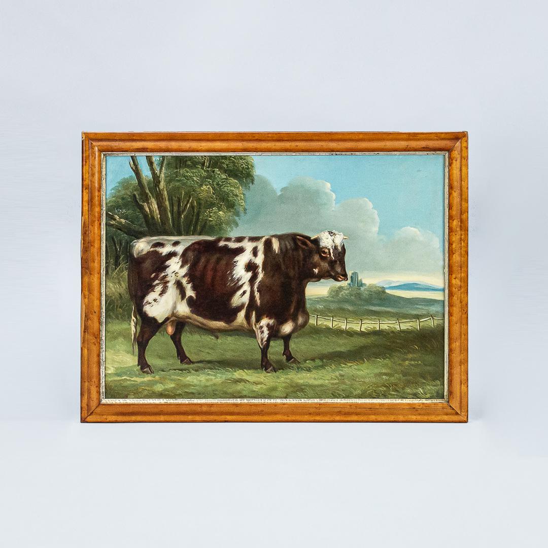 Collection of Three English Naive School Prized Cattle Oil on Canvas Paintings 3