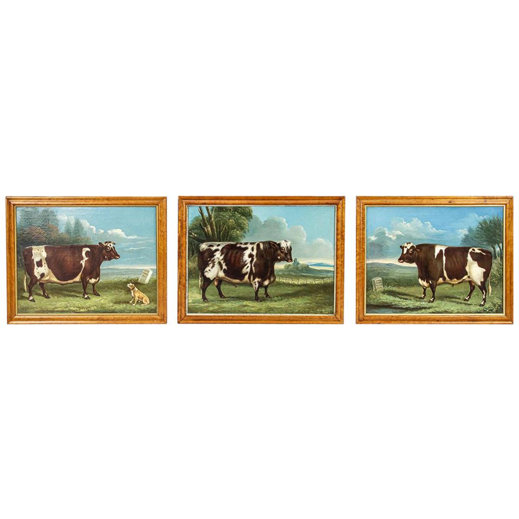 Collection of Three English Naive School Prized Cattle Oil on Canvas Paintings