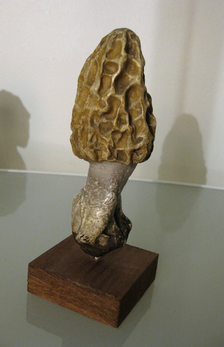 Collection of Three Papier Maché Models of Morels by Heinrich Arnoldi