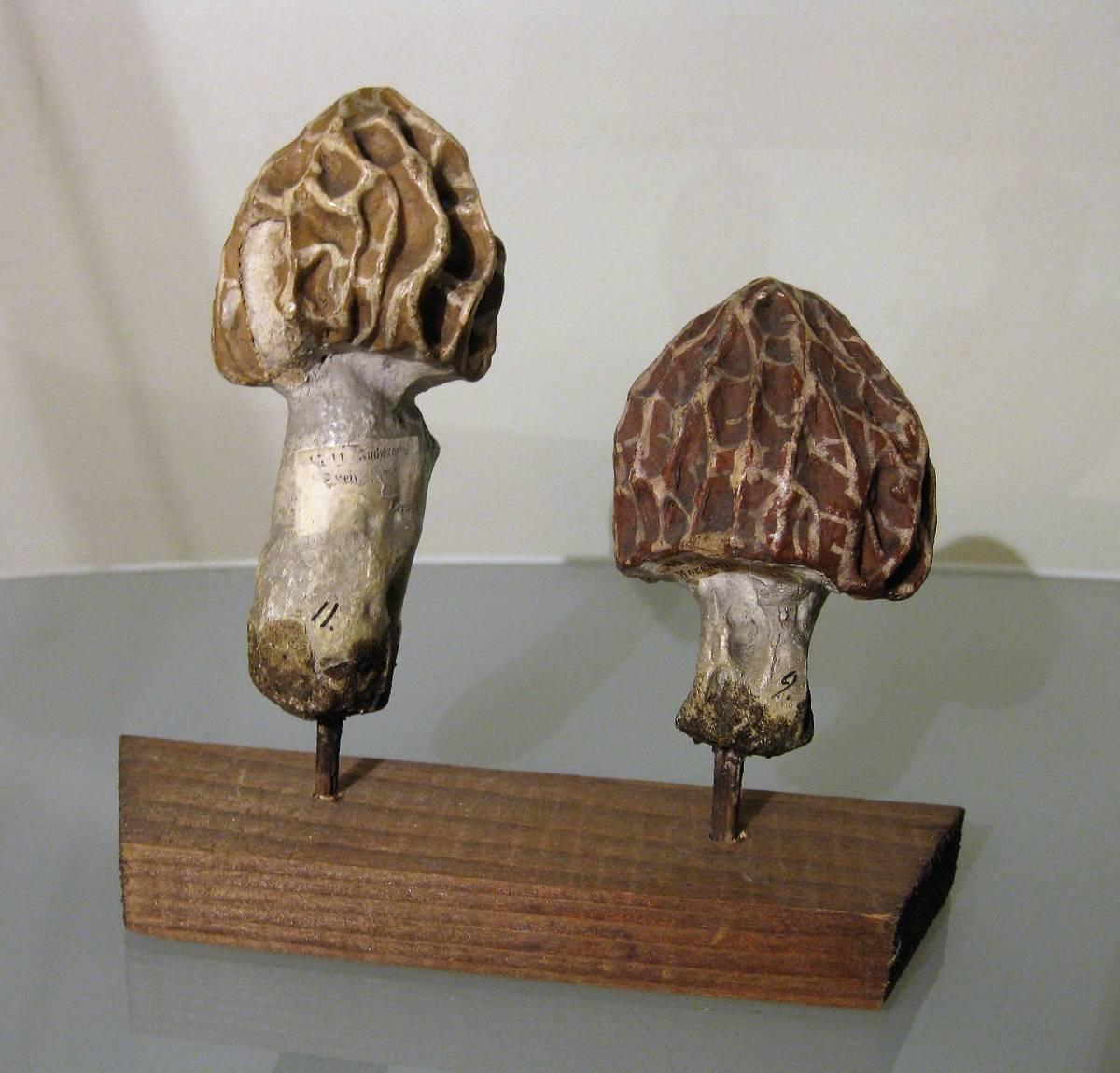 German Collection of Three Papier Maché Models of Morels by Heinrich Arnoldi, 1880 For Sale