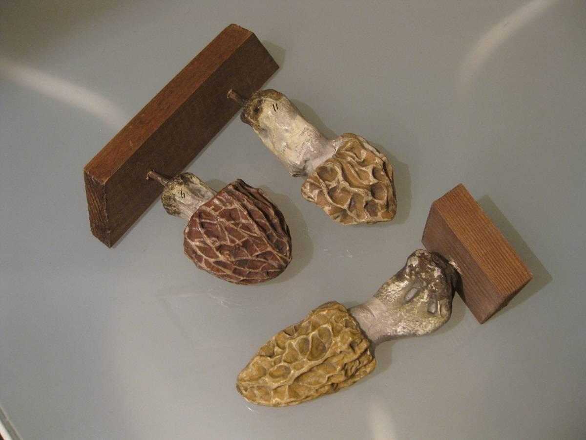 Late 19th Century Collection of Three Papier Maché Models of Morels by Heinrich Arnoldi, 1880 For Sale