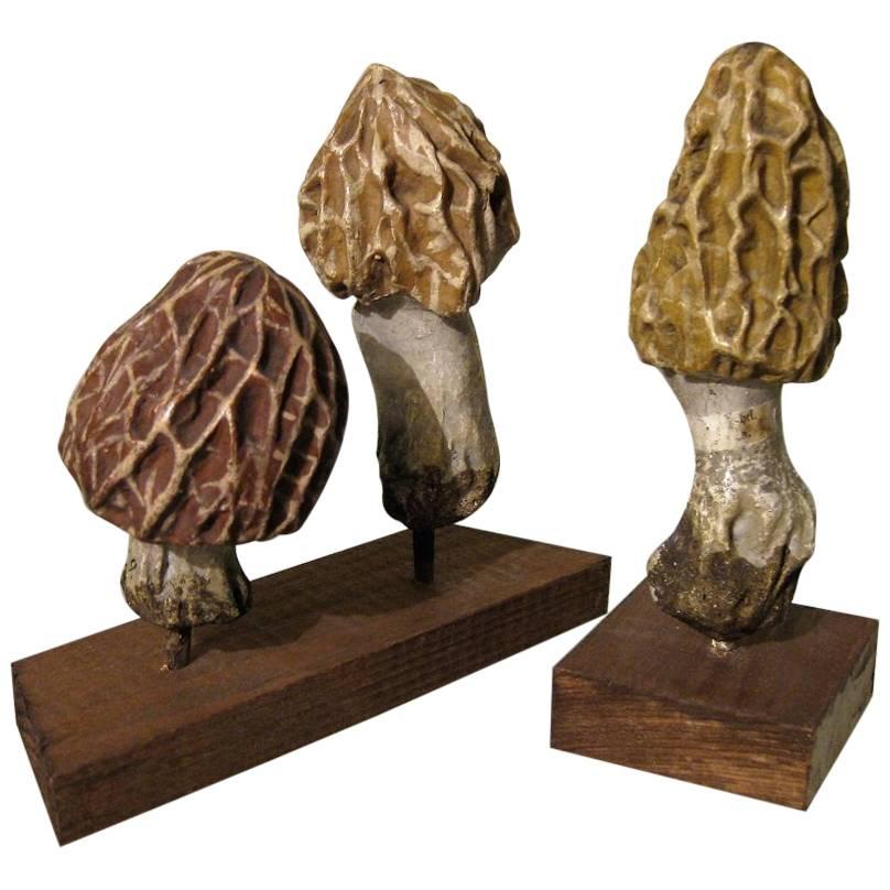 Collection of Three Papier Maché Models of Morels by Heinrich Arnoldi, 1880 For Sale