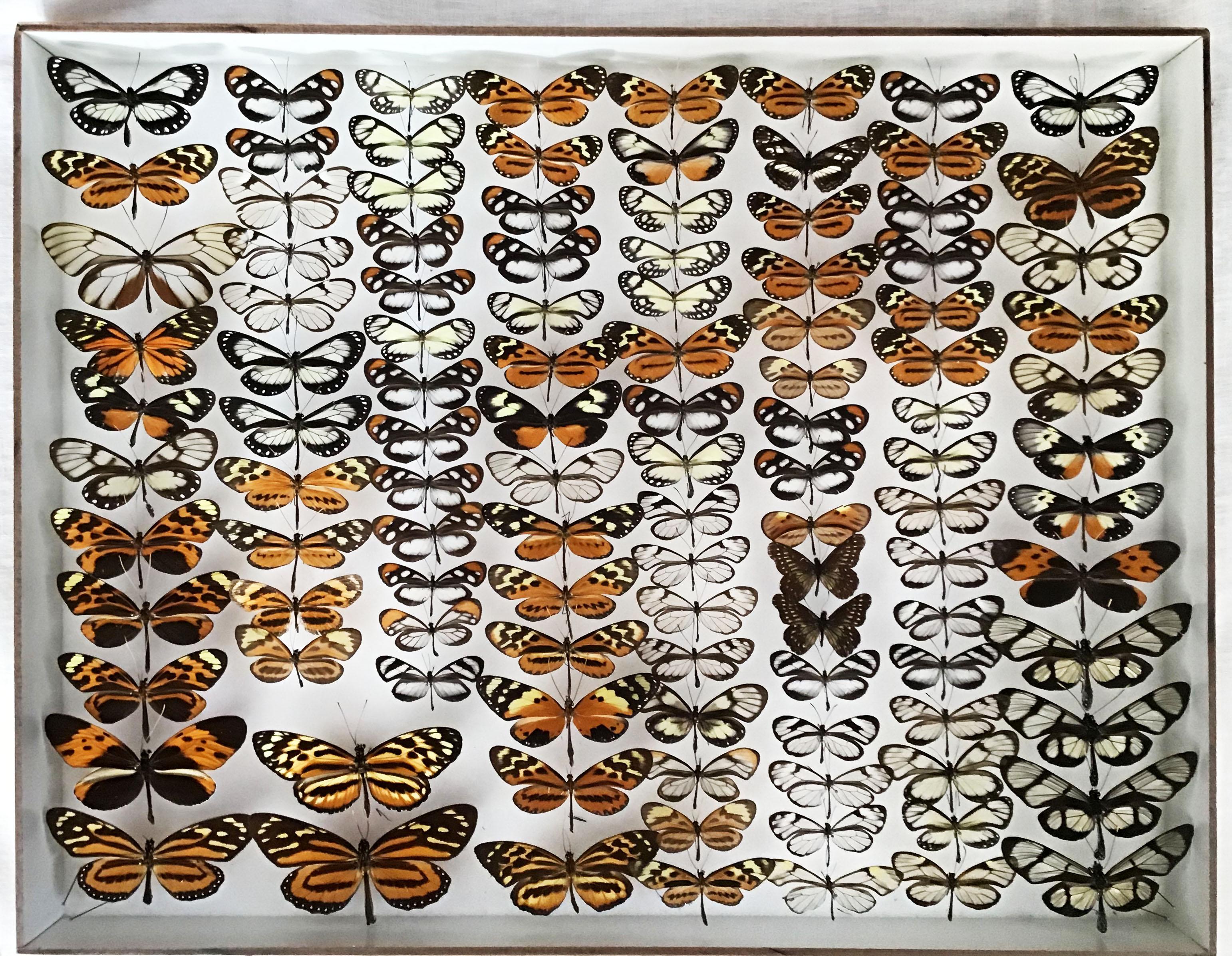 Rare collection of tropical butterfly species, including glass wing and Nymphalidae, represented mostly from South America. These stunning butterflies are set in vintage wood and glass cases. The display cases are dated to the 1960s and the
