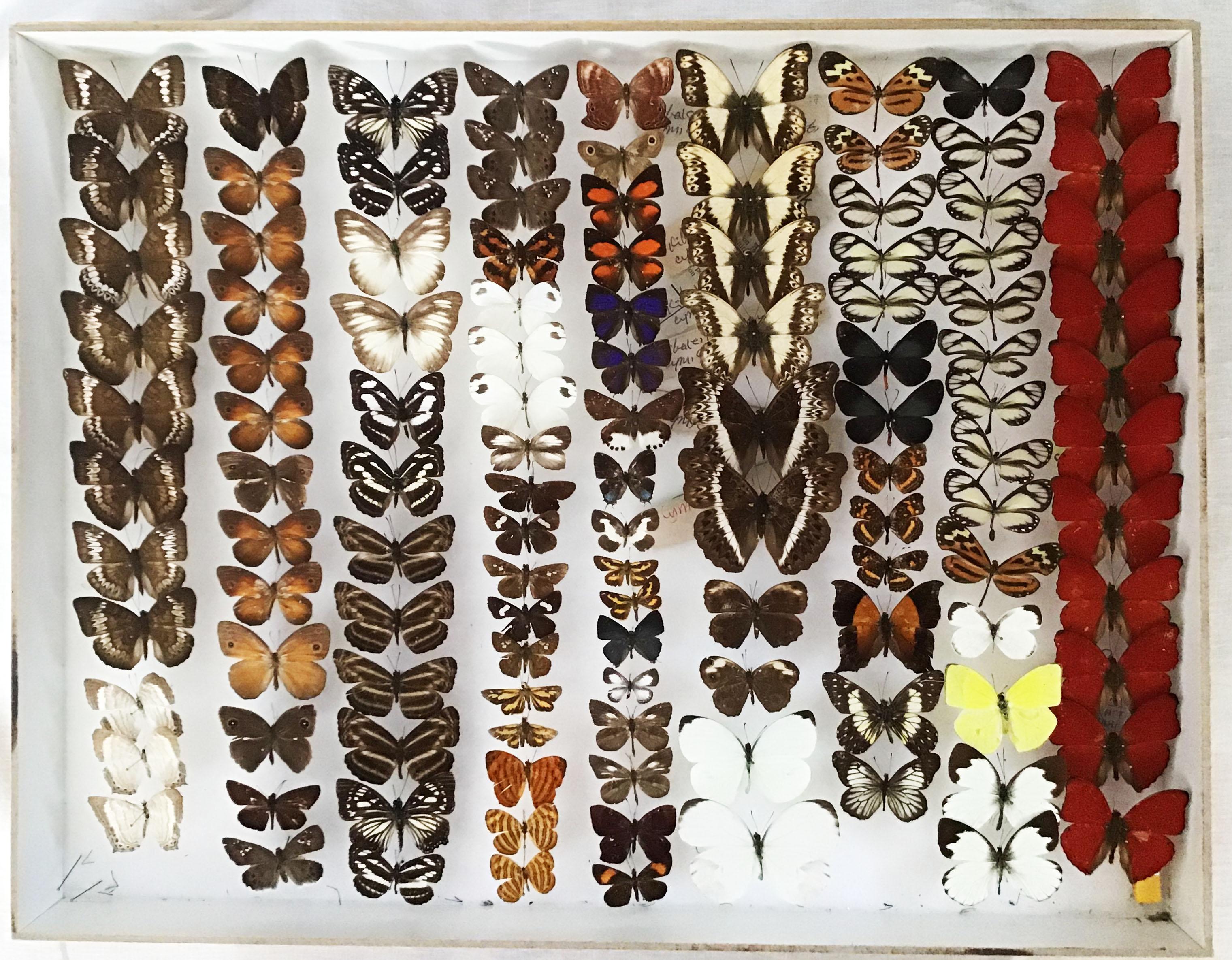 Collection of Tropical Butterflies in Vintage Cases In Excellent Condition In Larkspur, CA