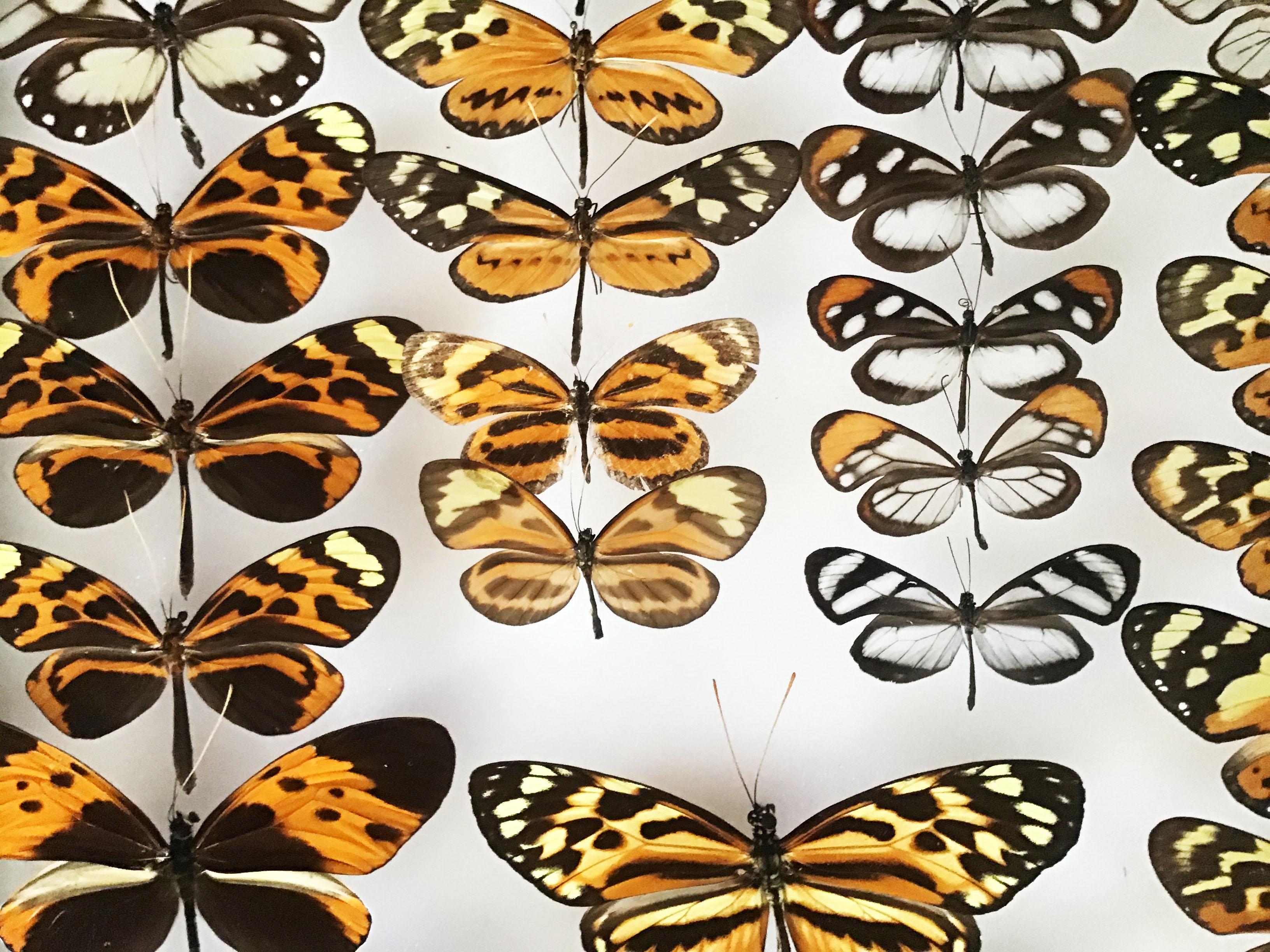20th Century Collection of Tropical Butterflies in Vintage Cases