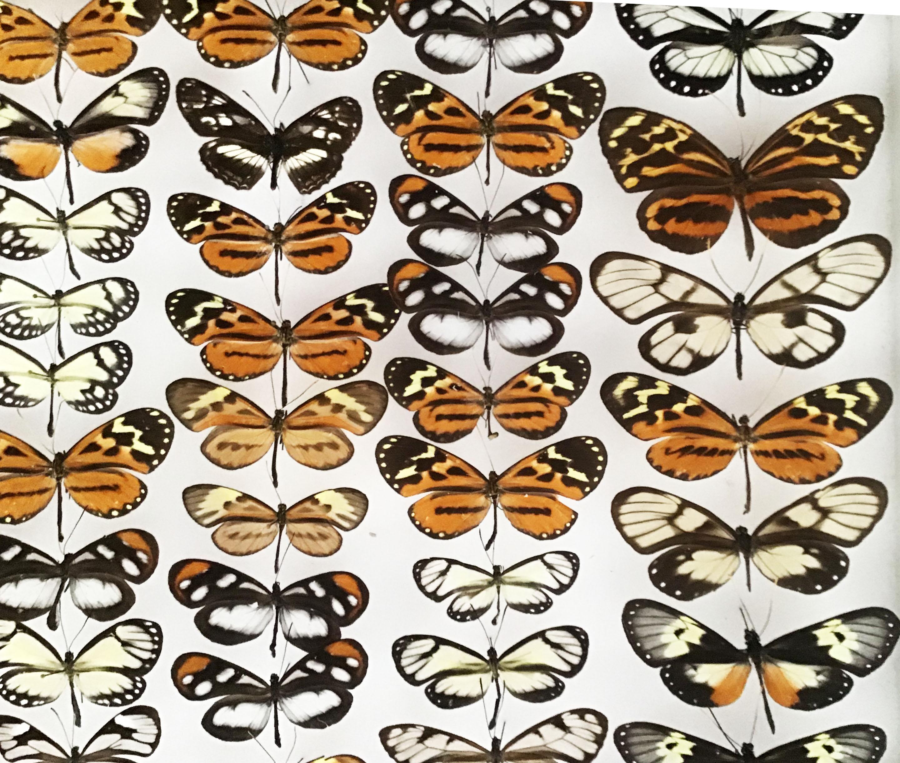 Wood Collection of Tropical Butterflies in Vintage Cases