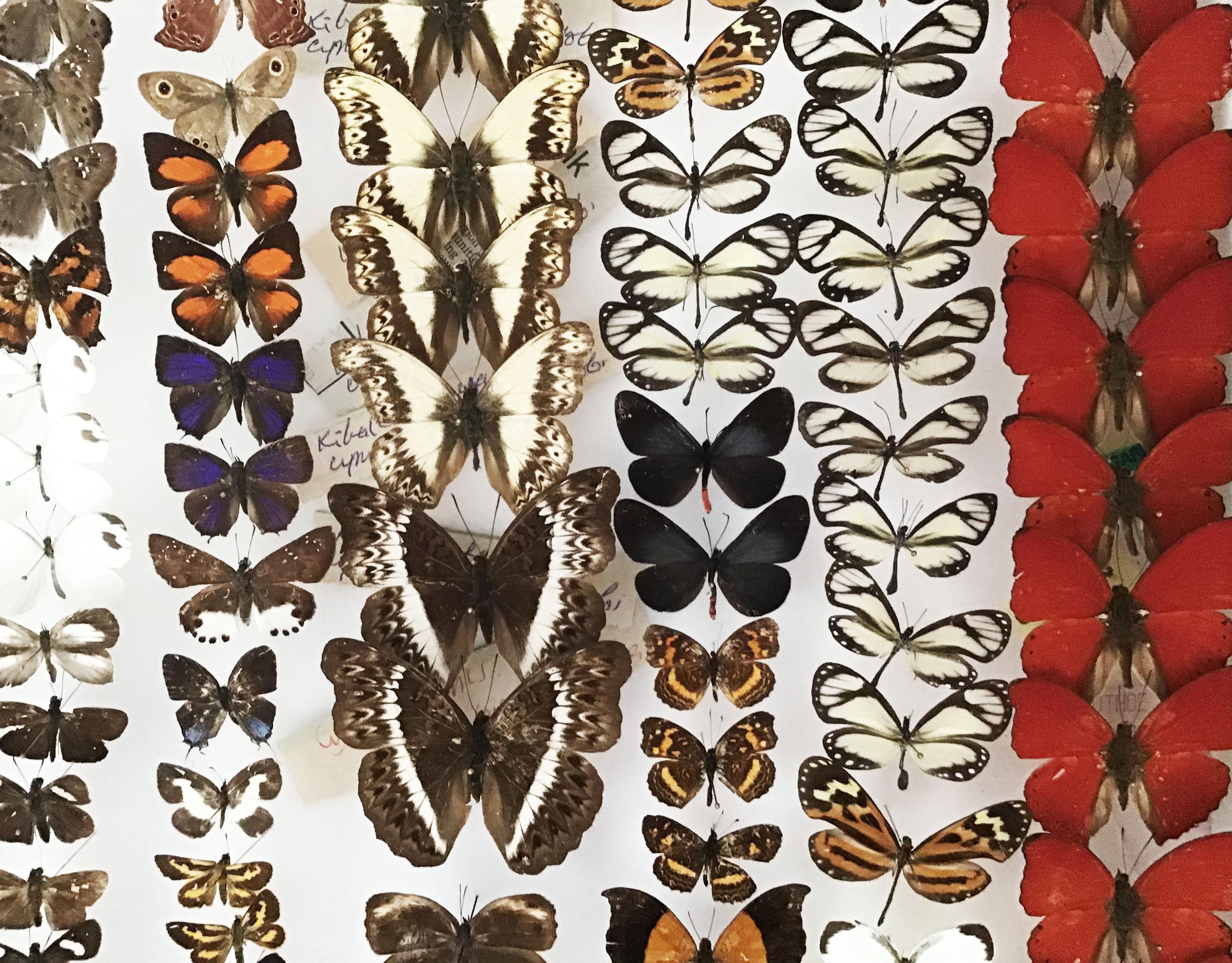 Collection of Tropical Butterflies in Vintage Cases 1