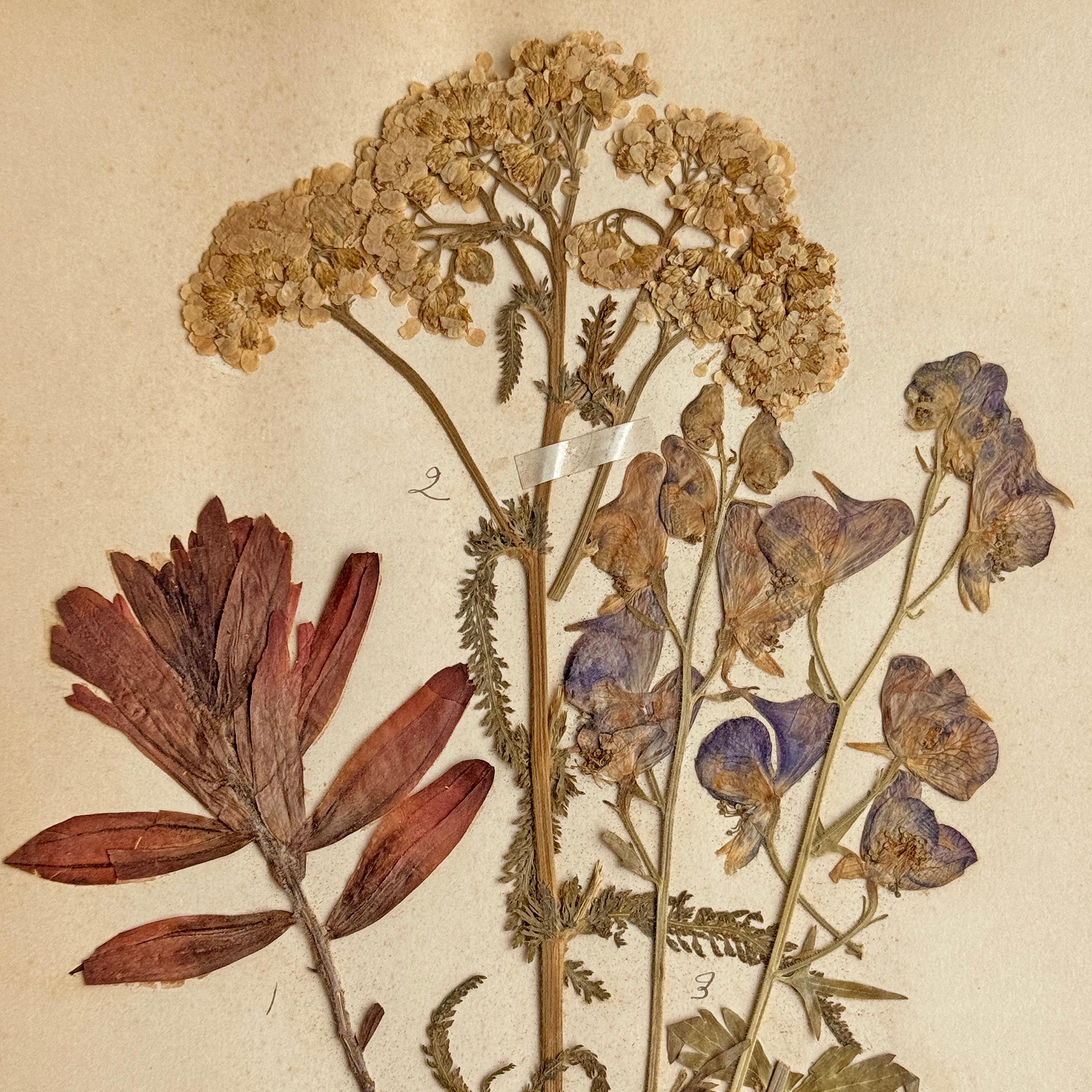 Collection of Twelve Framed Botanicals from the Rocky Mountains, c. 1926 For Sale 3