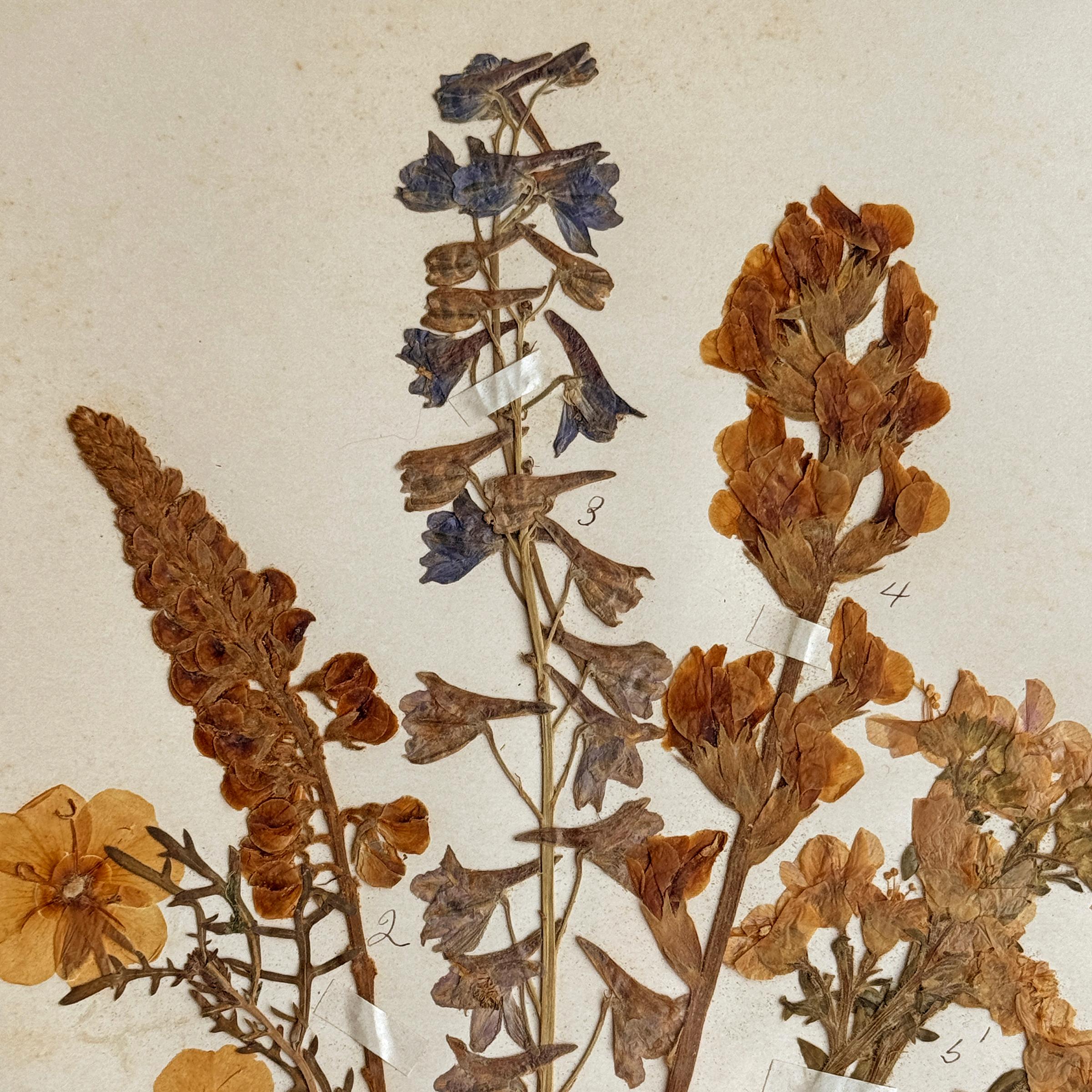 Collection of Twelve Framed Botanicals from the Rocky Mountains, c. 1926 For Sale 4