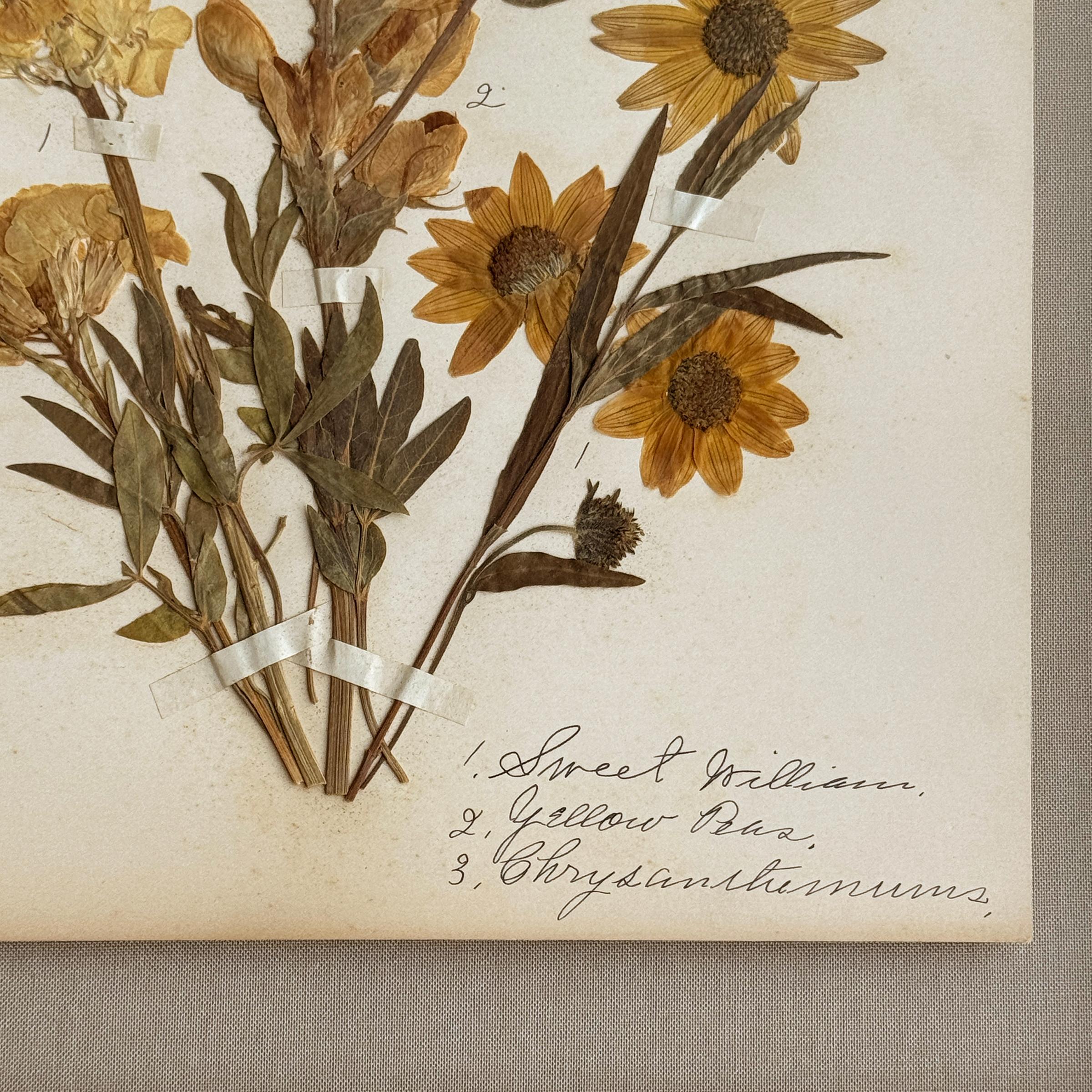 Collection of Twelve Framed Botanicals from the Rocky Mountains, c. 1926 For Sale 5