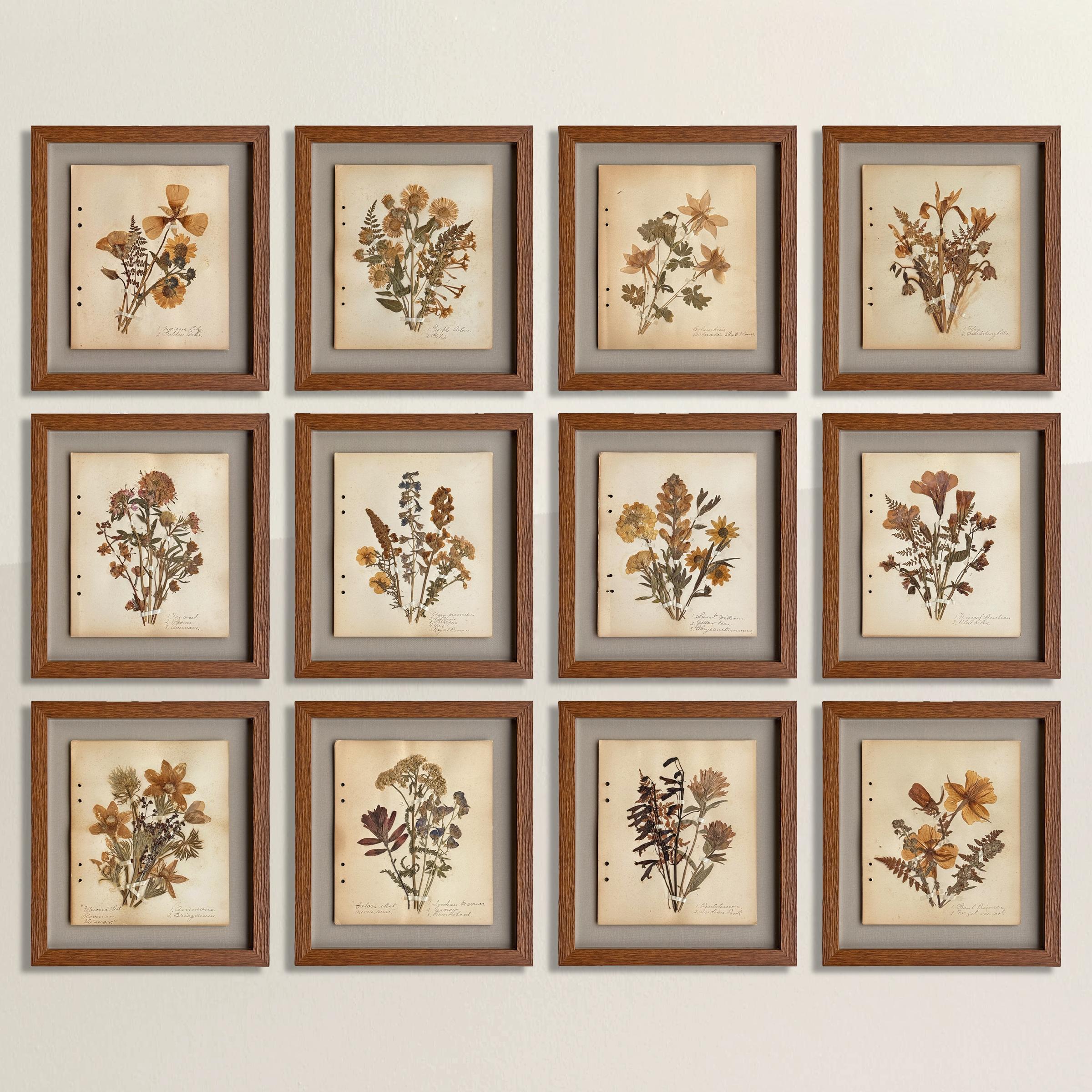 This remarkable set of twelve pressed botanical specimens, collected in the Rocky Mountains in 1926, transforms scientific study into poetic art. Unlike most herbarium pages—typically reserved for a single bloom—each sheet bursts with a full bouquet