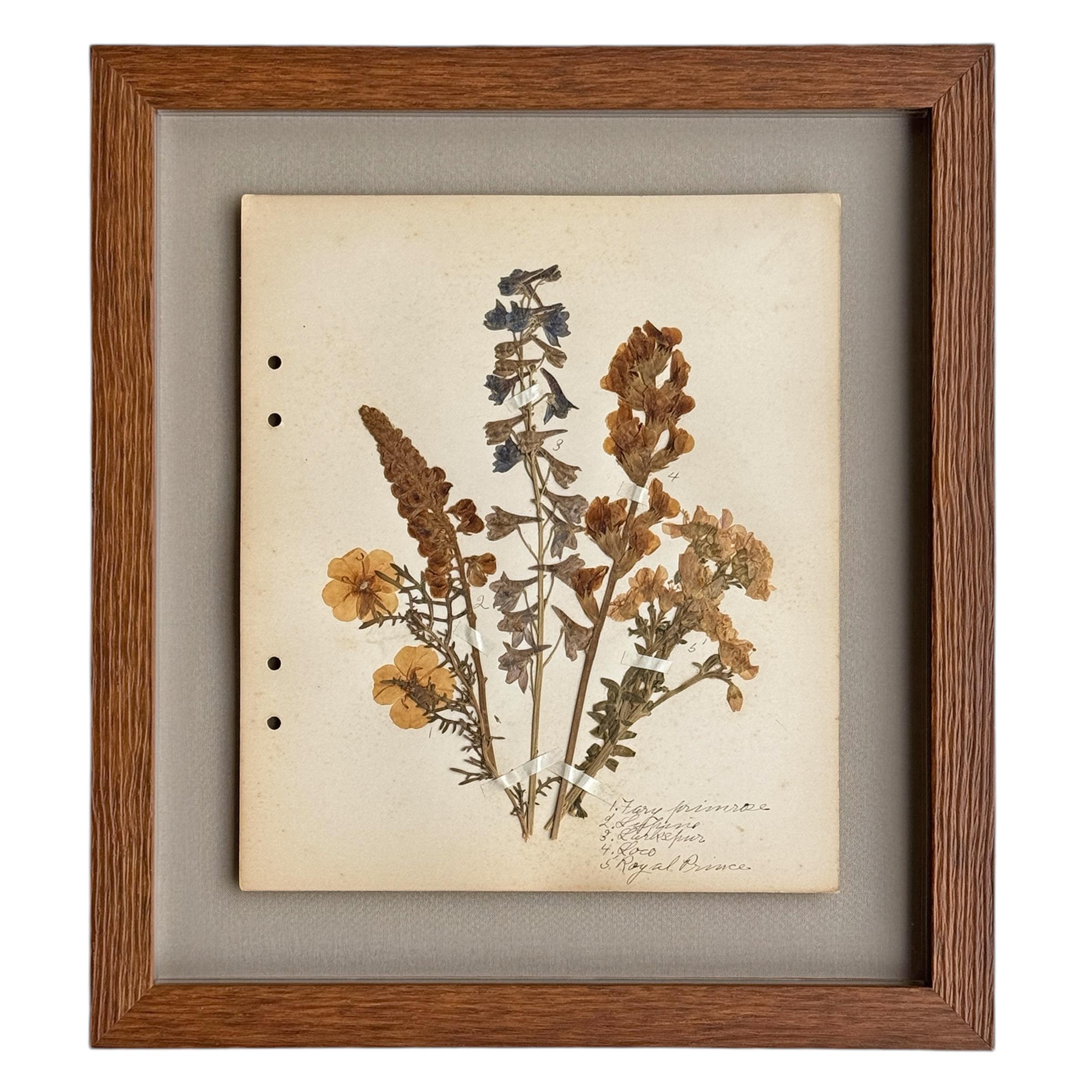 Early 20th Century Collection of Twelve Framed Botanicals from the Rocky Mountains, c. 1926 For Sale