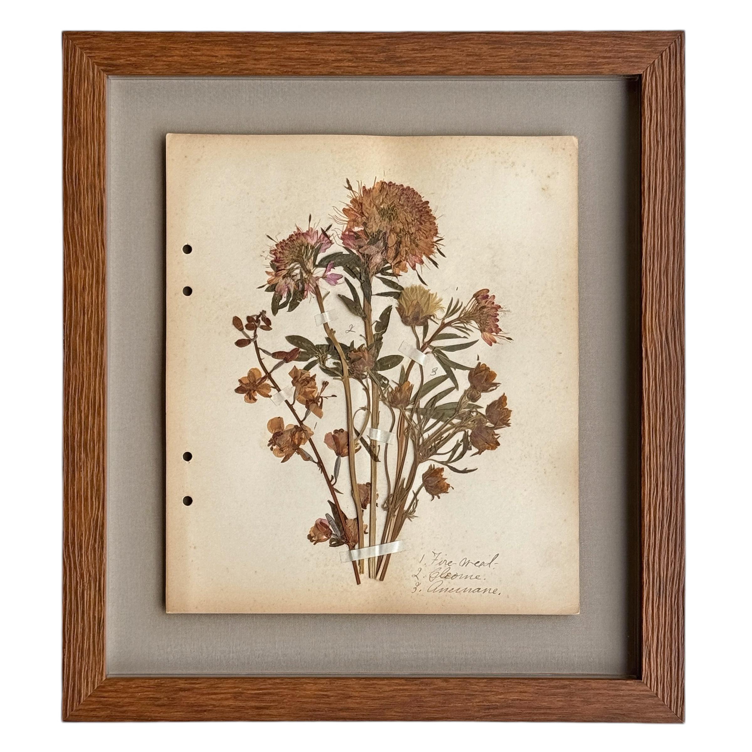 Organic Material Collection of Twelve Framed Botanicals from the Rocky Mountains, c. 1926 For Sale