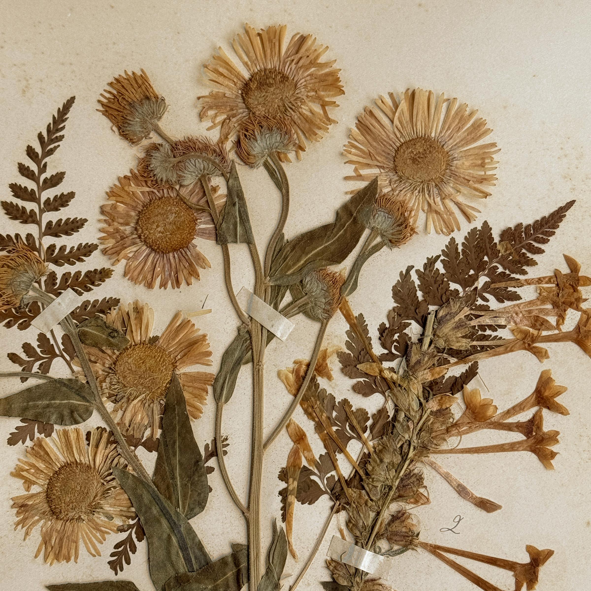 Collection of Twelve Framed Botanicals from the Rocky Mountains, c. 1926 For Sale 2