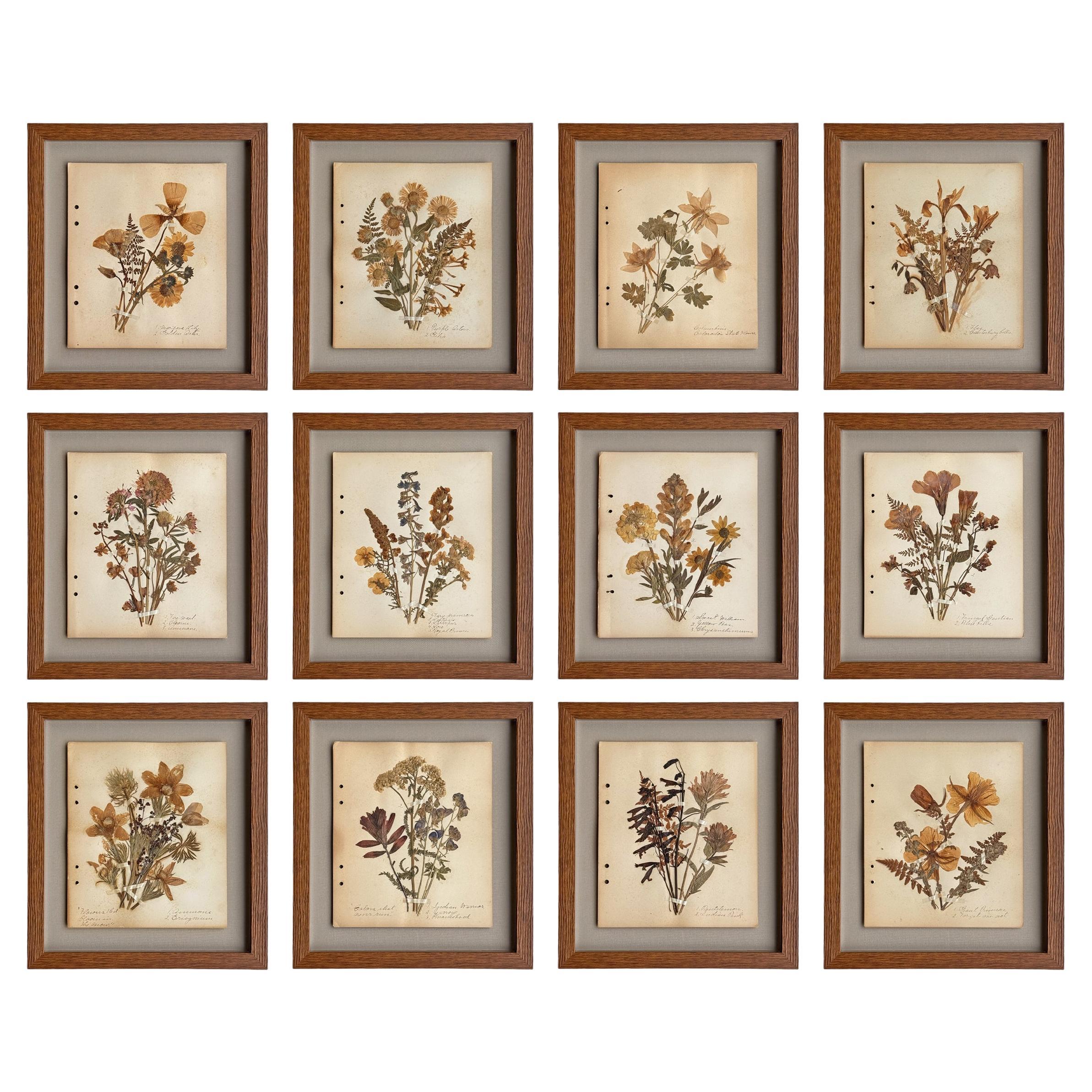 Collection of Twelve Framed Botanicals from the Rocky Mountains, c. 1926