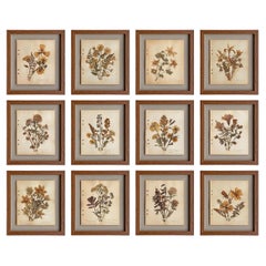 Collection of Twelve Framed Botanicals from the Rocky Mountains, c. 1926