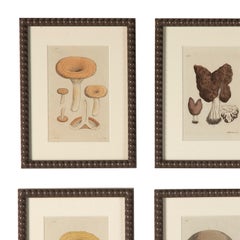 Collection of Twelve Hand Coloured 19th Century Mushrooms Engravings
