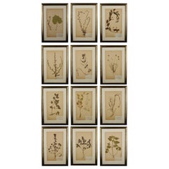 Antique Collection of Twelve Large 19th Century Herbariums Prints with Original Labels