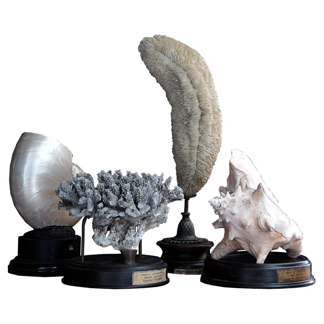Victorian Museum Collection of Natural Sea Objects