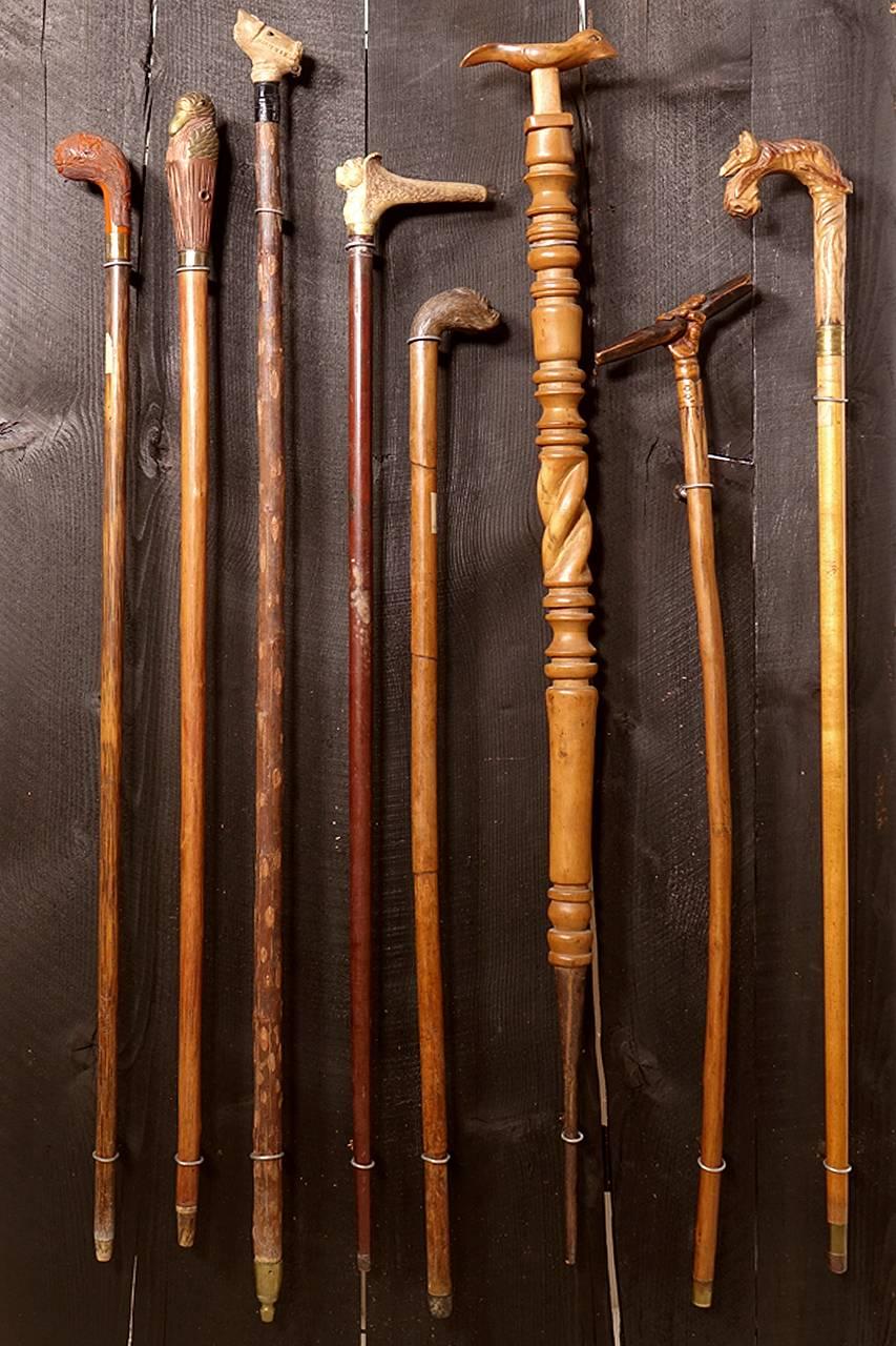Victorian Collection of Walking Sticks in Shadow Box For Sale