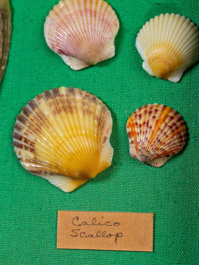 Collection Vintage French Sea Shells Set Eight, circa 1960 For Sale at