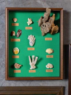 Collection Vintage French Sea Shells Set Eight, circa 1960