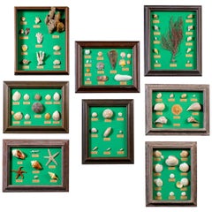 Collection Vintage French Sea Shells Set Eight, circa 1960
