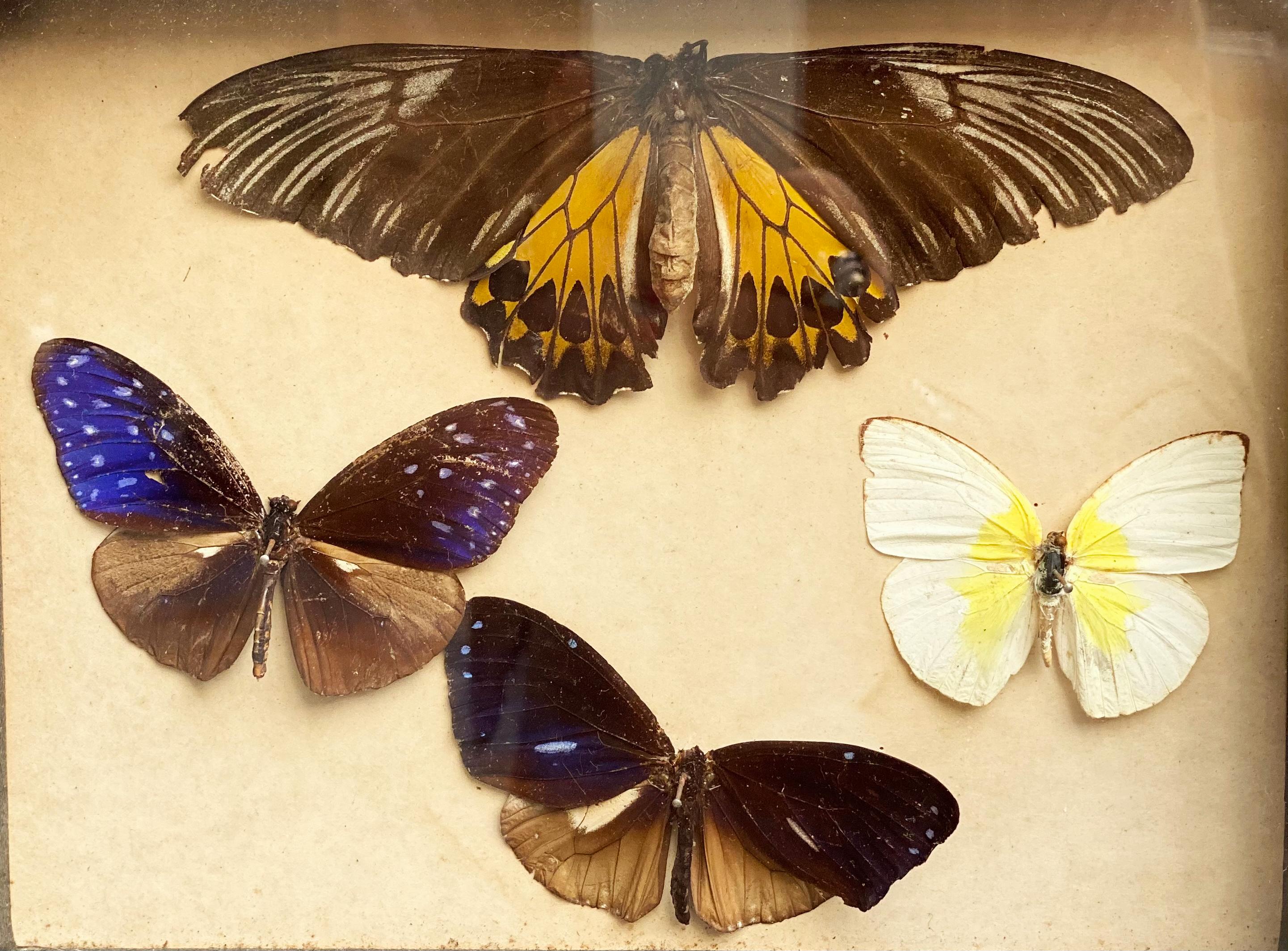 A group of real Brazilian butterflies presented in a beautiful antique wooden box from 1960. These specimens are extremely rare and have been selected from a vintage collection.