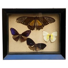 Collections of Brazilian Royal Butterflies in Taxidermy from the 60s