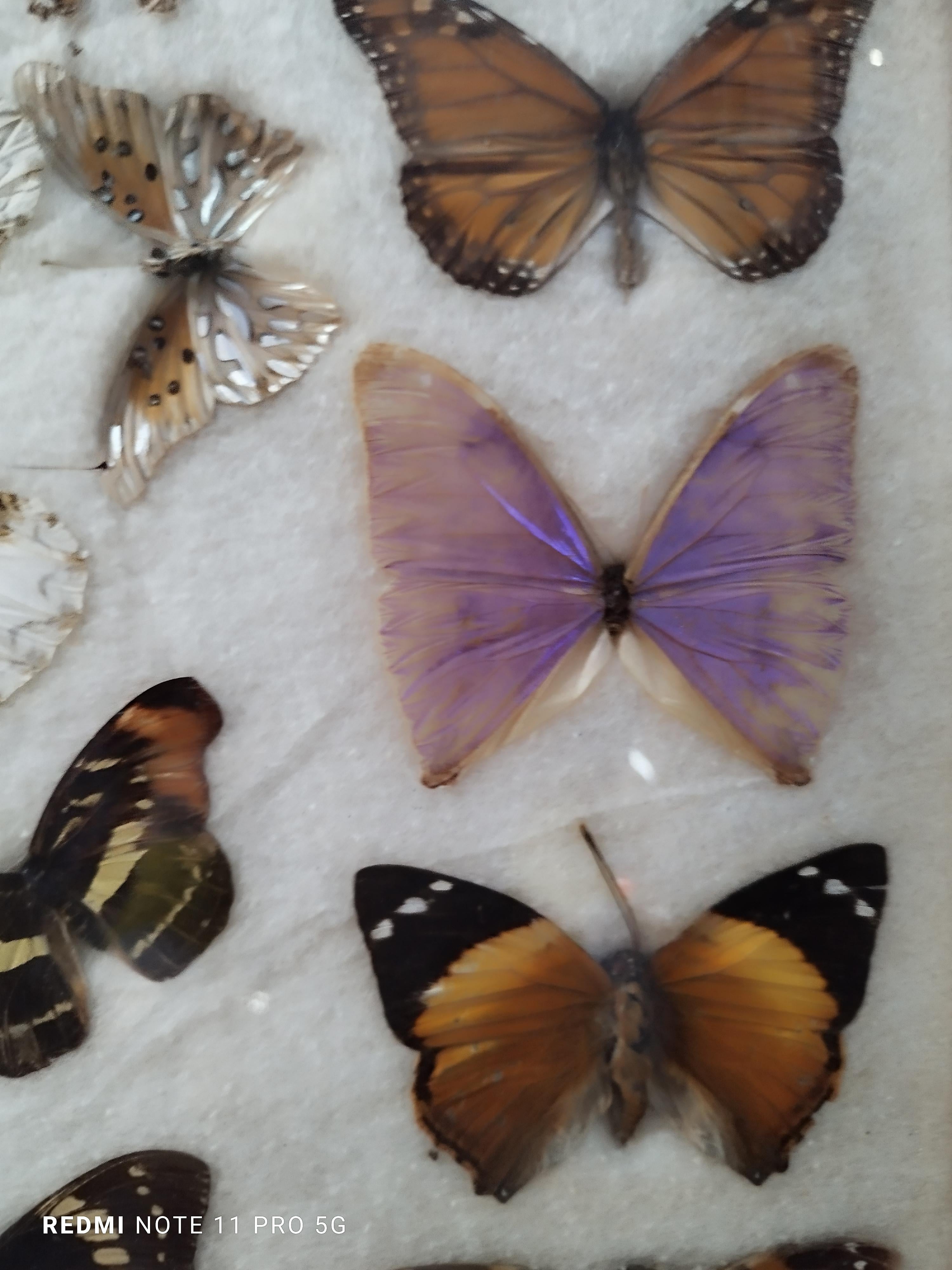 Eine Gruppe echter brasilianischer Schmetterlinge, präsentiert in einer schönen antiken Holzkiste aus dem Jahr 1960. Diese Exemplare sind extrem selten und wurden aus einer Vintage-Sammlung ausgewählt.